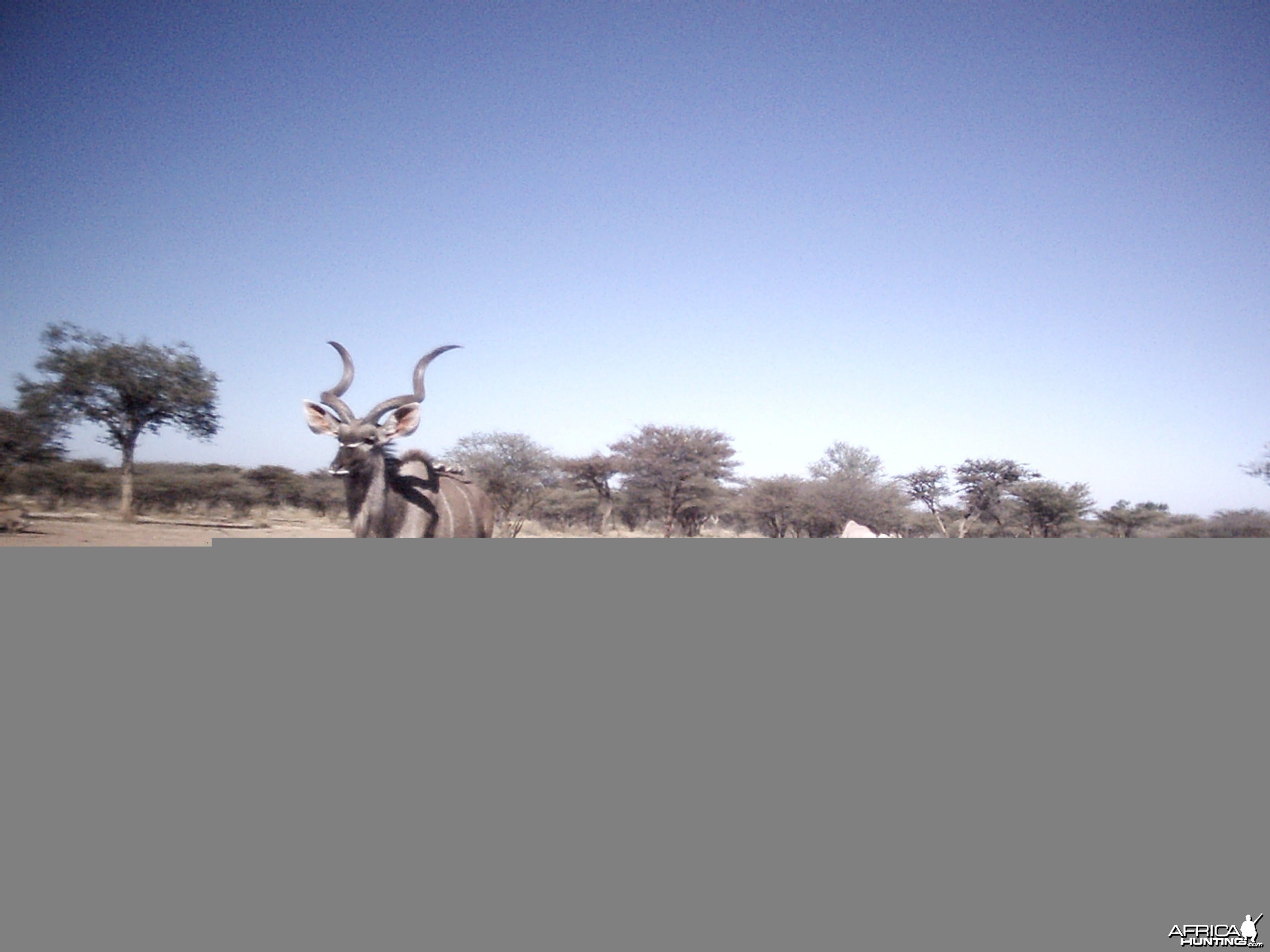 Kudu and Gemsbok, Namibia