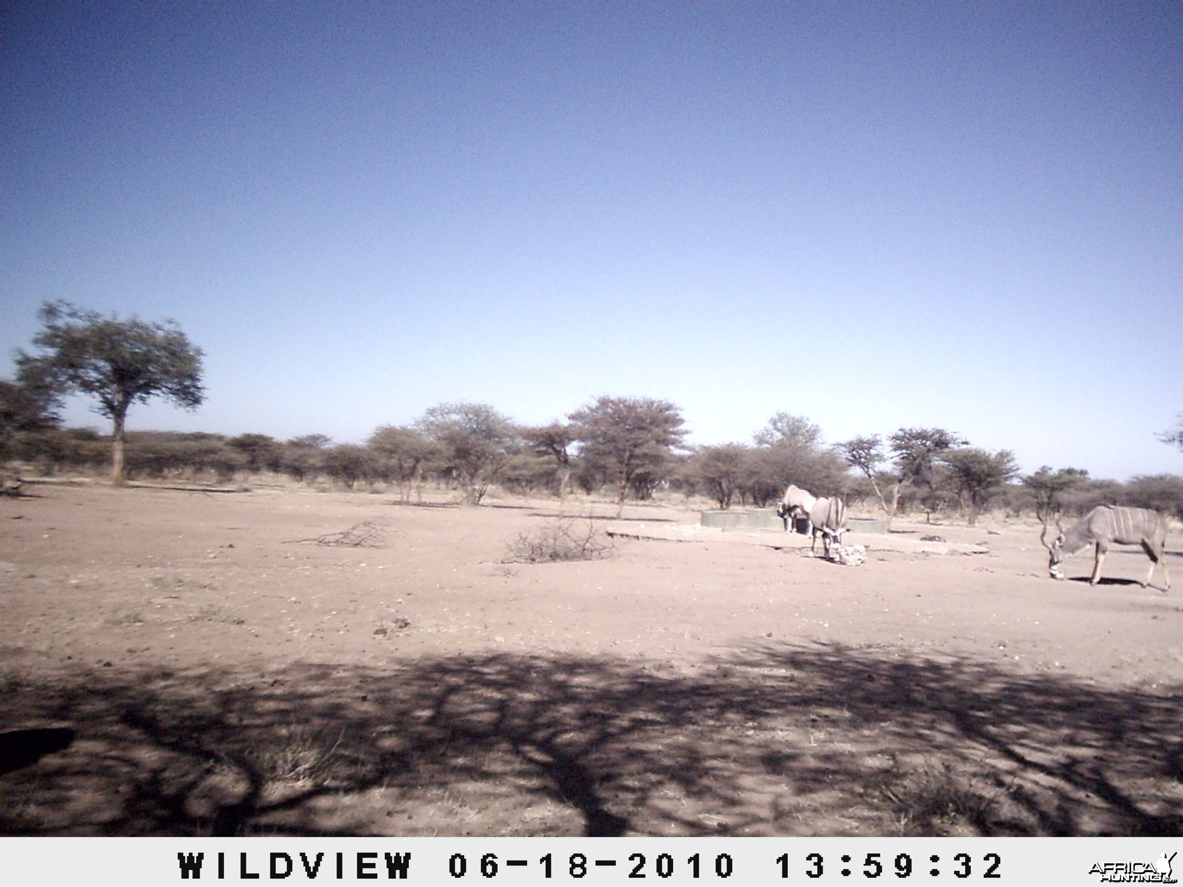 Kudu and Gemsbok, Namibia