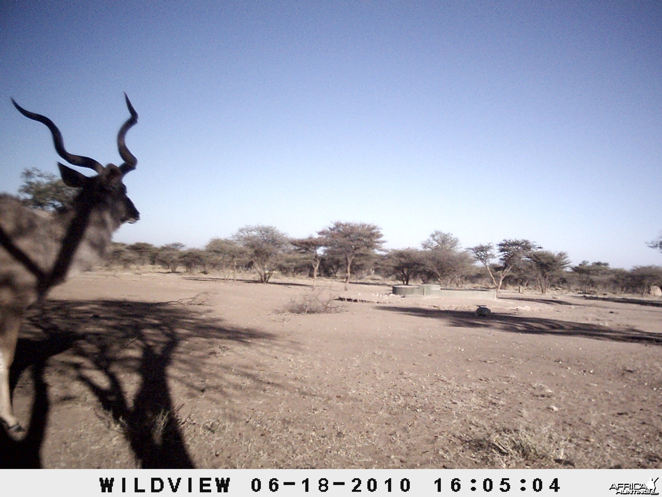 Kudu, Namibia