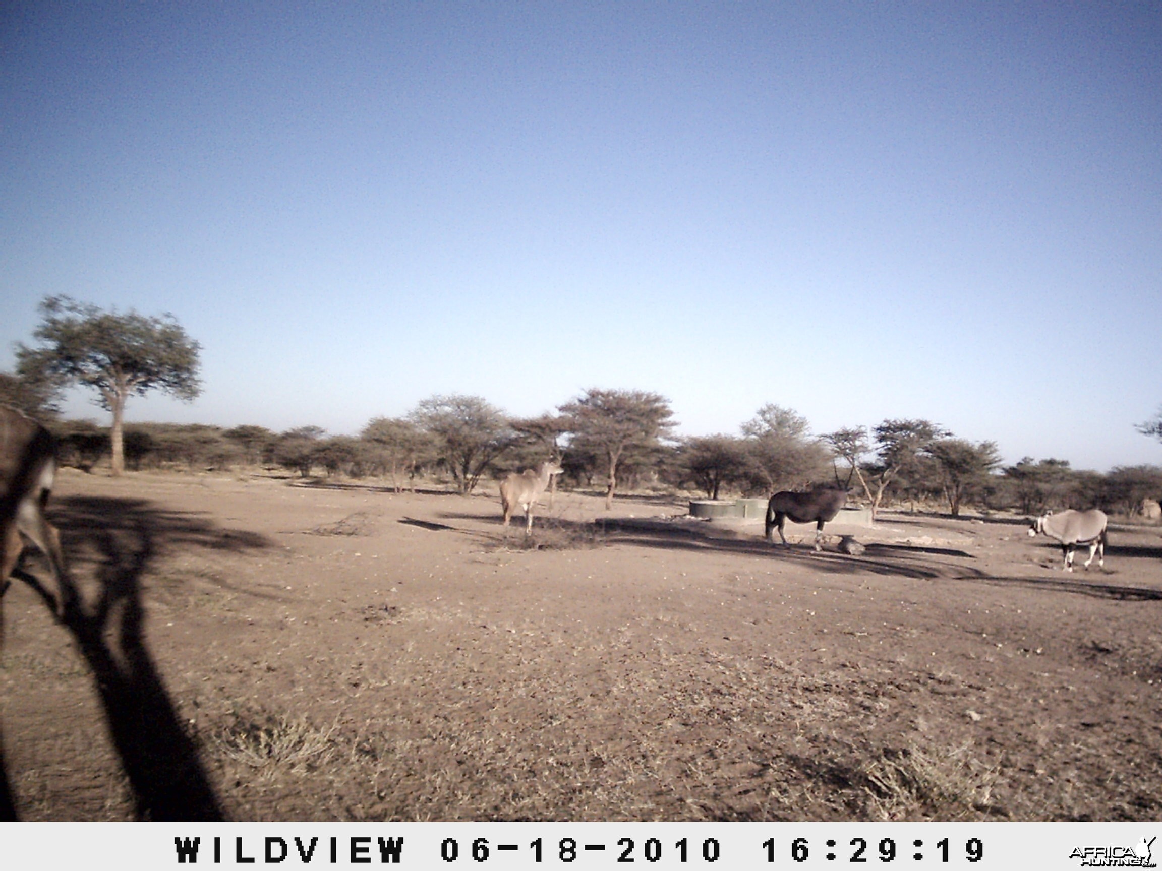 Kudu and Gemsbok, Namibia