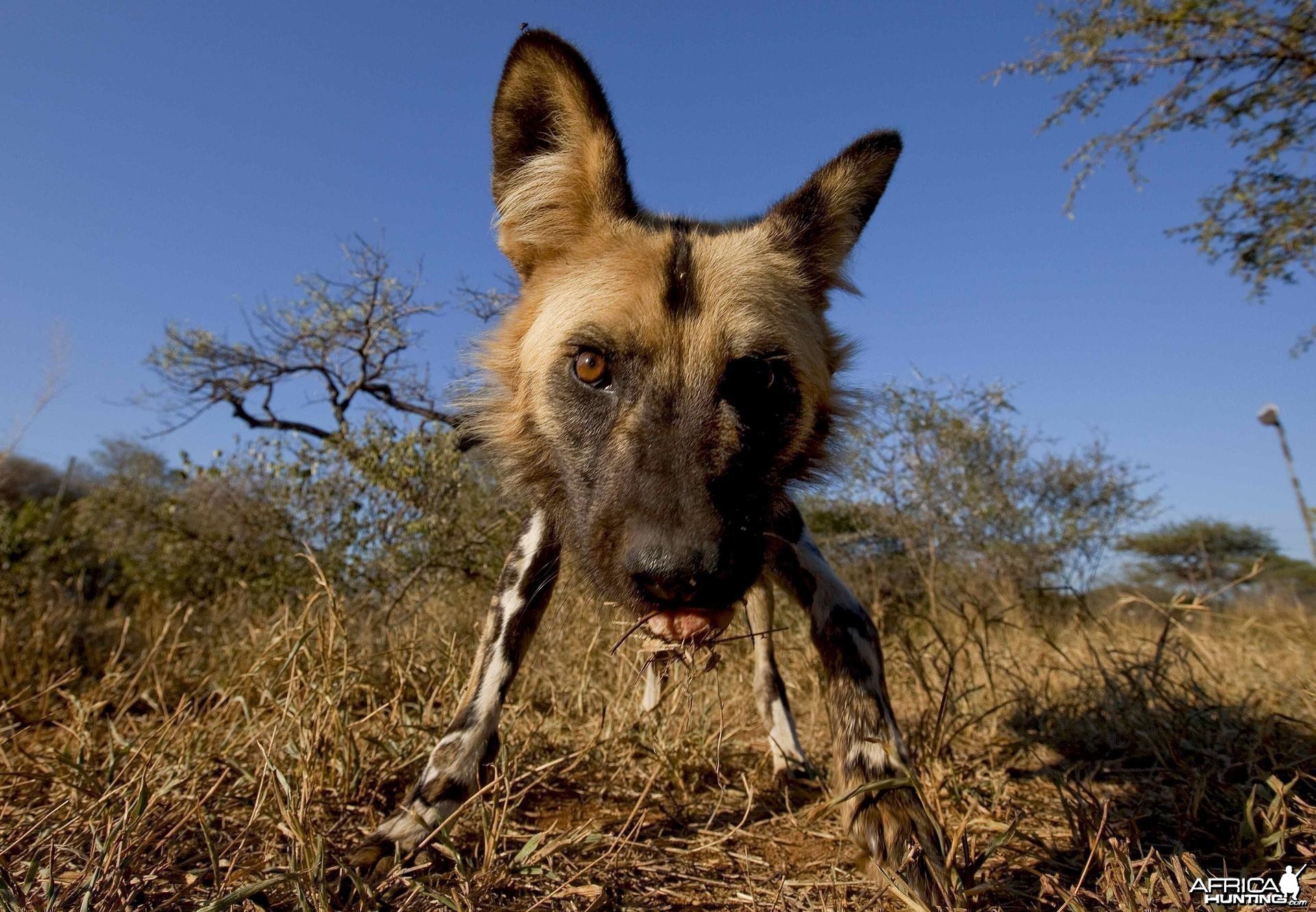 African Wild Dog