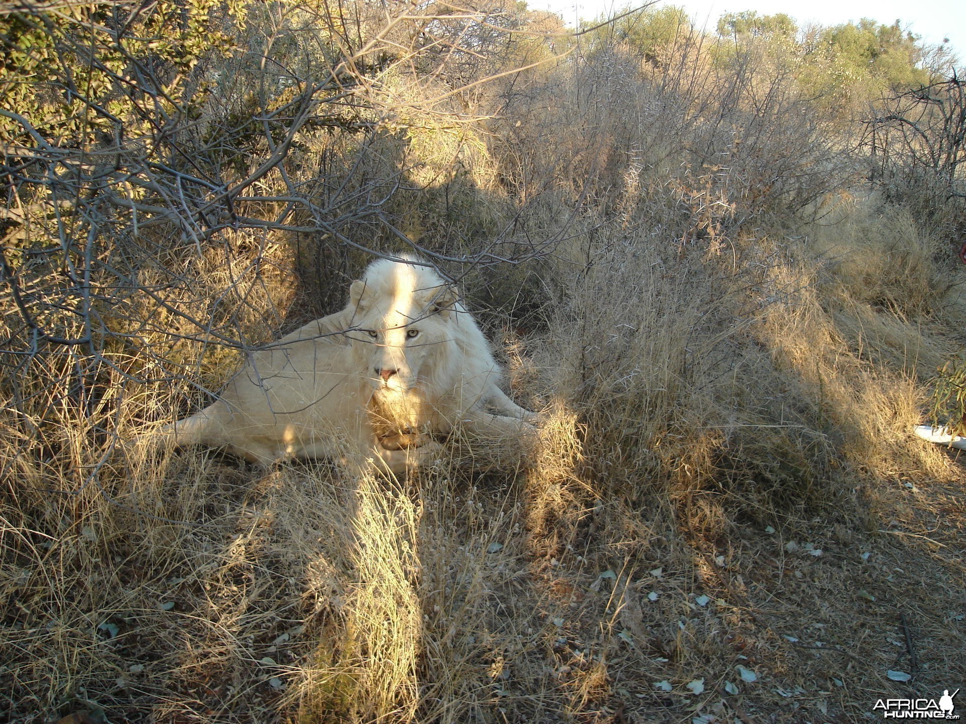 Nice young white Lion