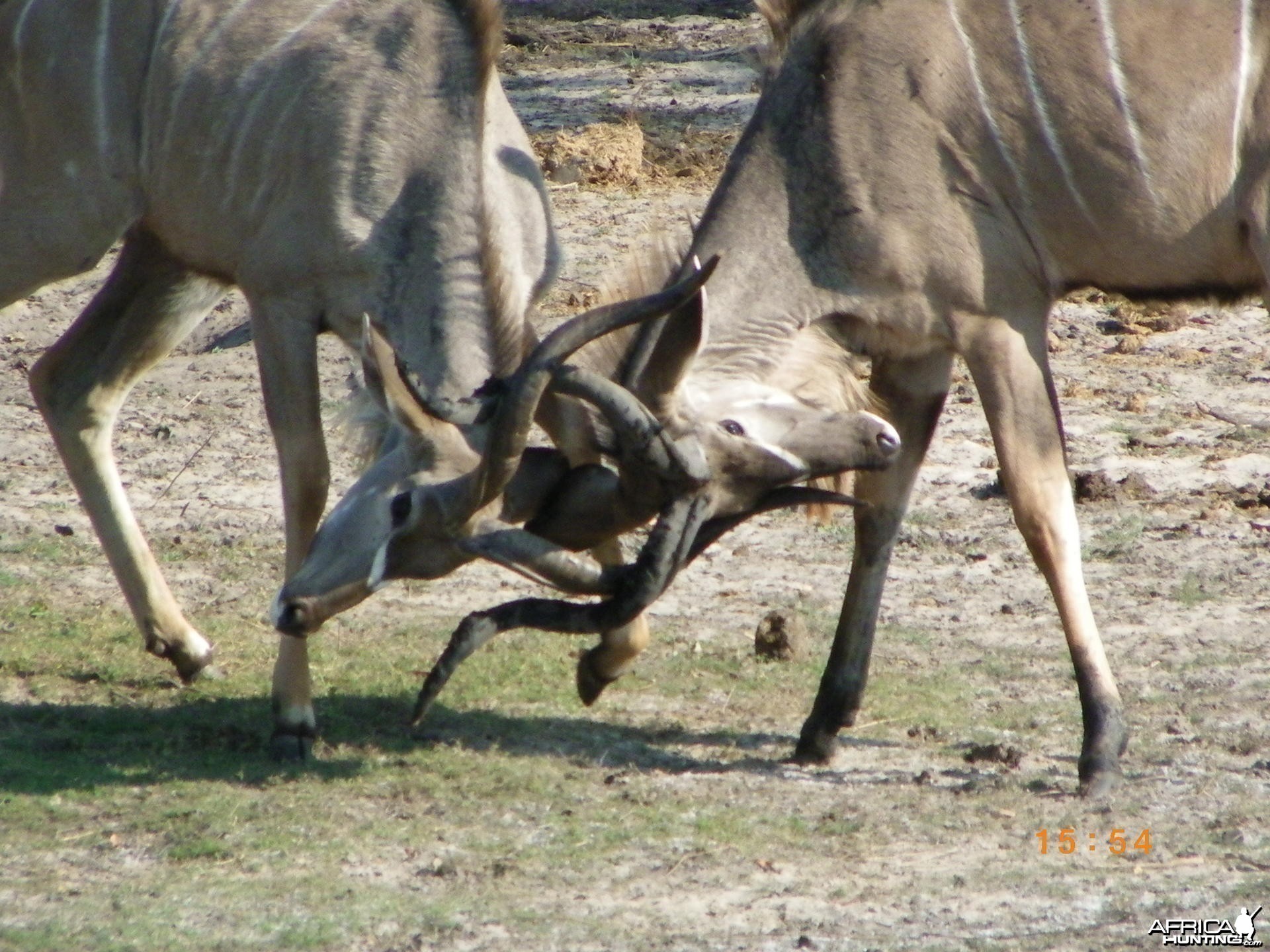 Kudu, Botswana