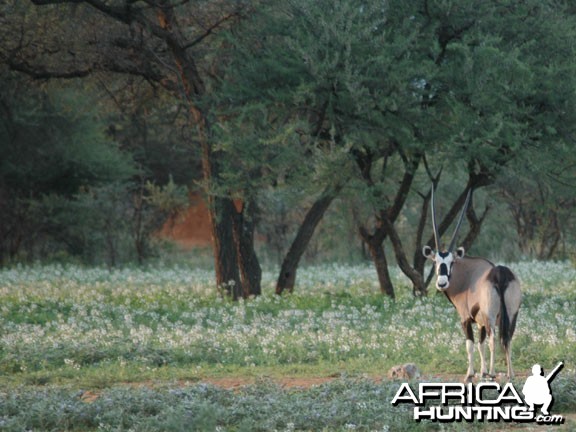 Gemsbok