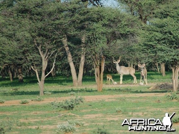 Greater Kudu