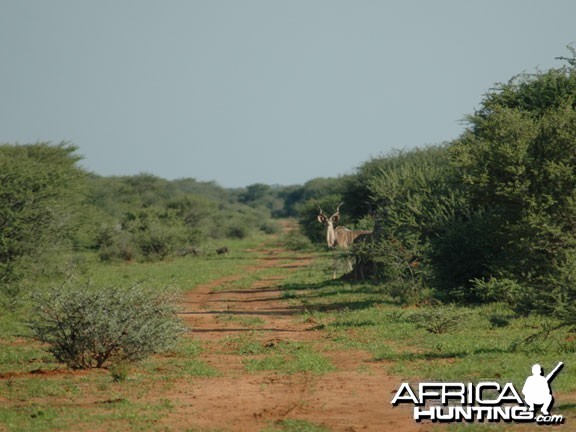 Greater Kudu