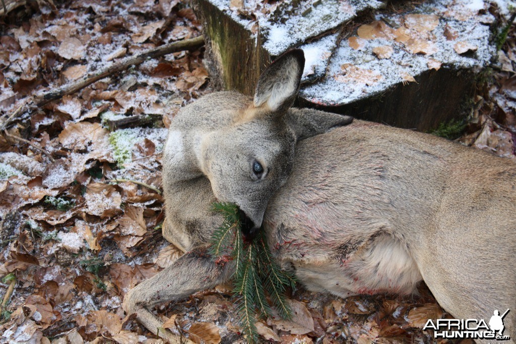 Roe Deer Hunt