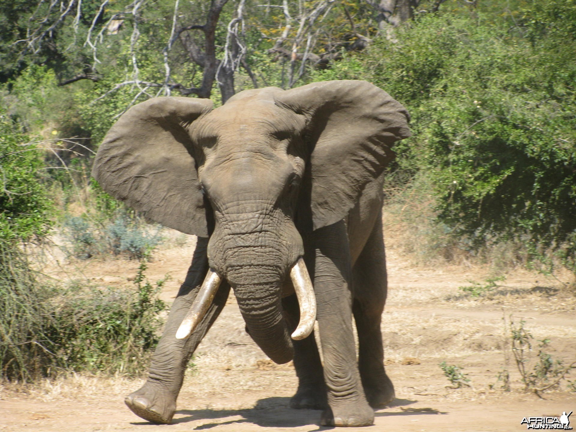 Elephant bluff charge