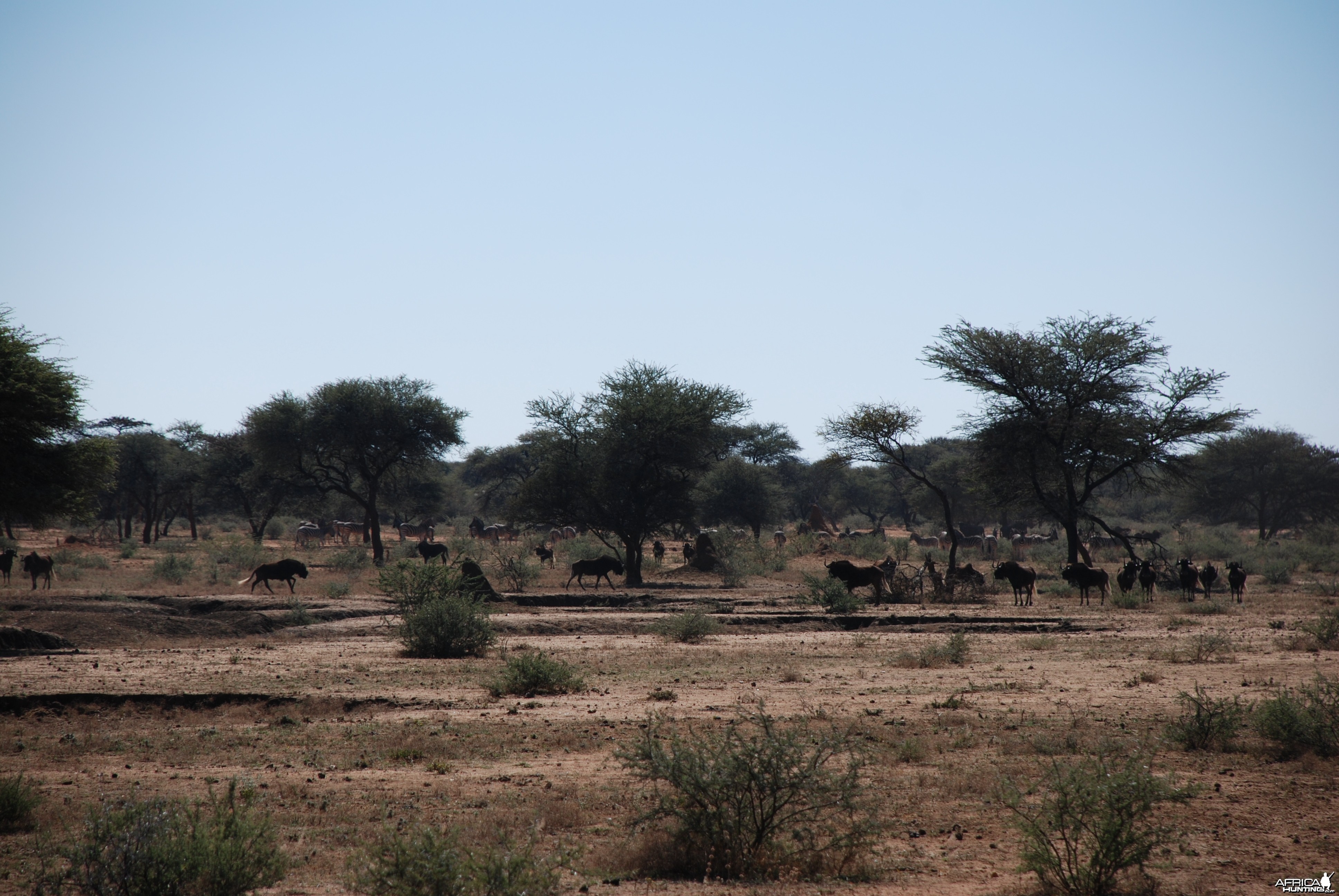 White-tailed Gnu Namibia