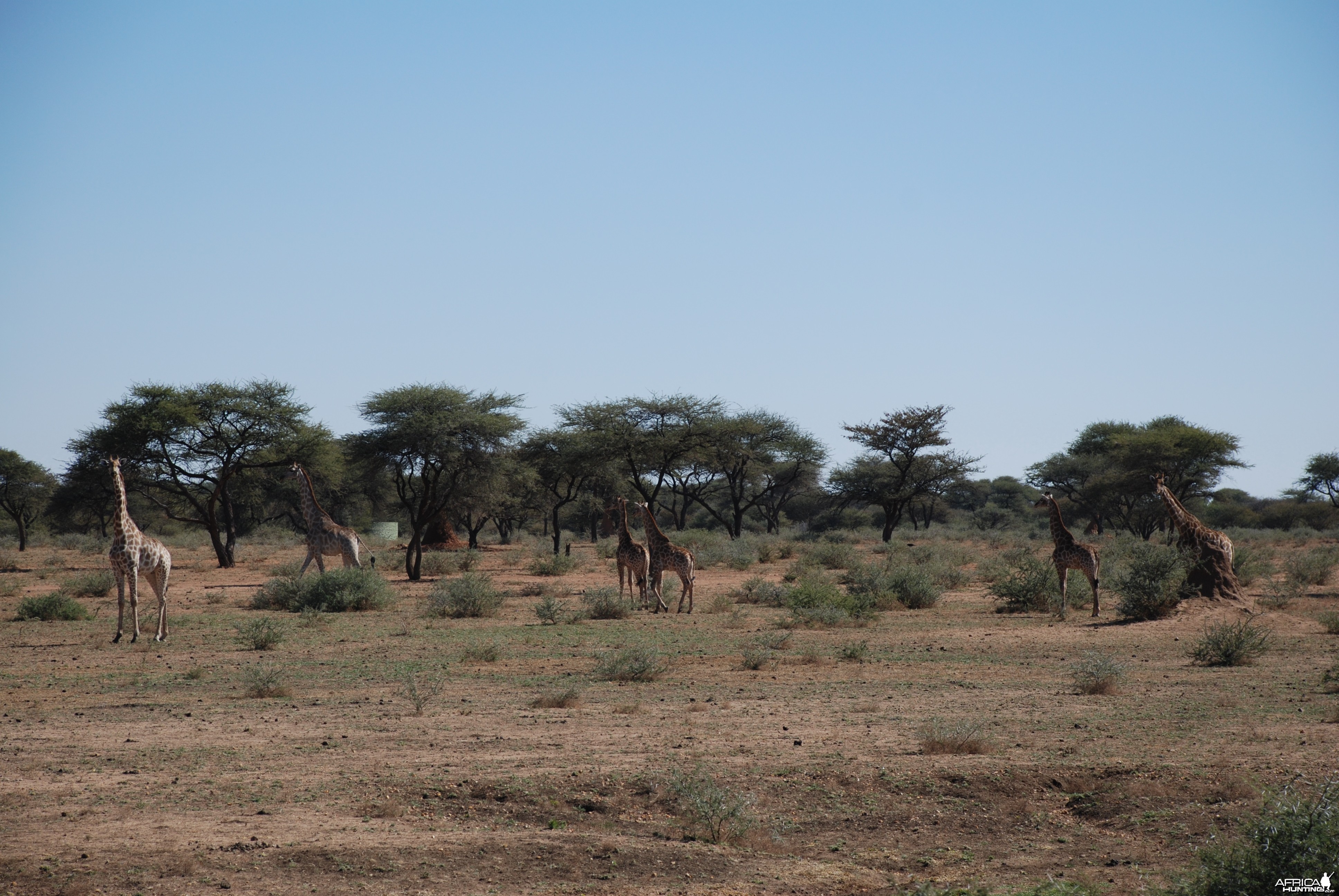 Giraffe Namibia