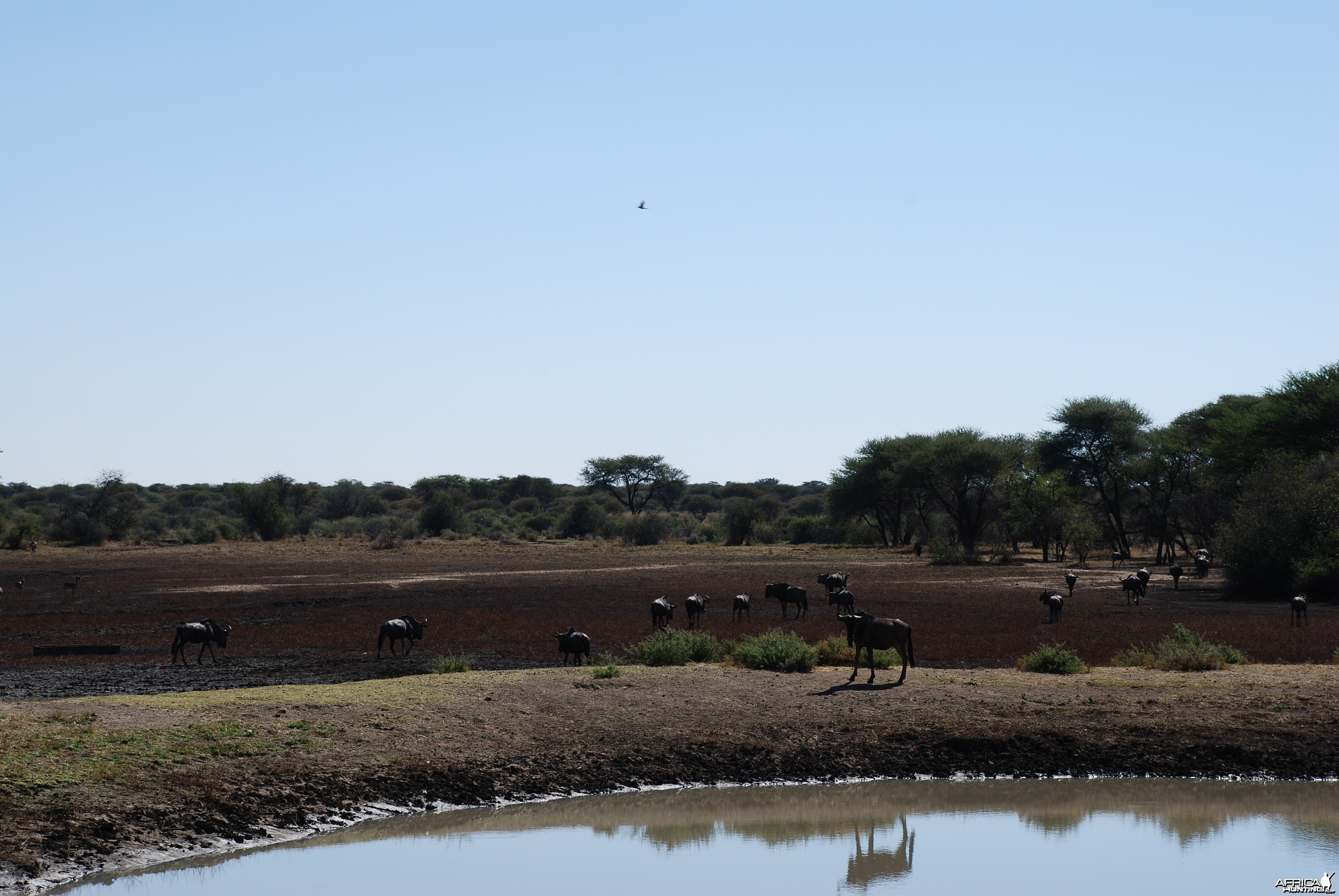 Blue Wildebeest Namibia