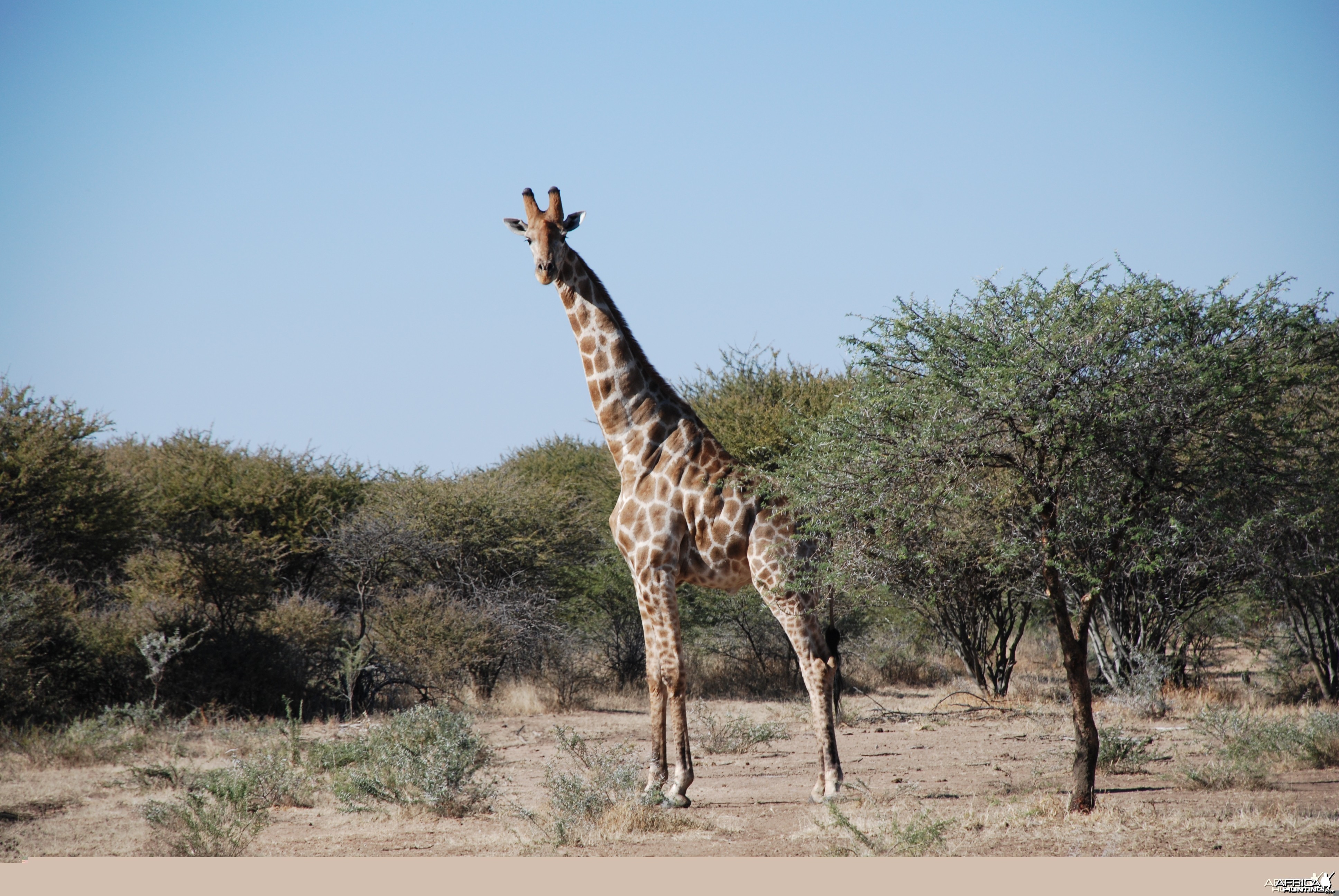 Giraffe Namibia