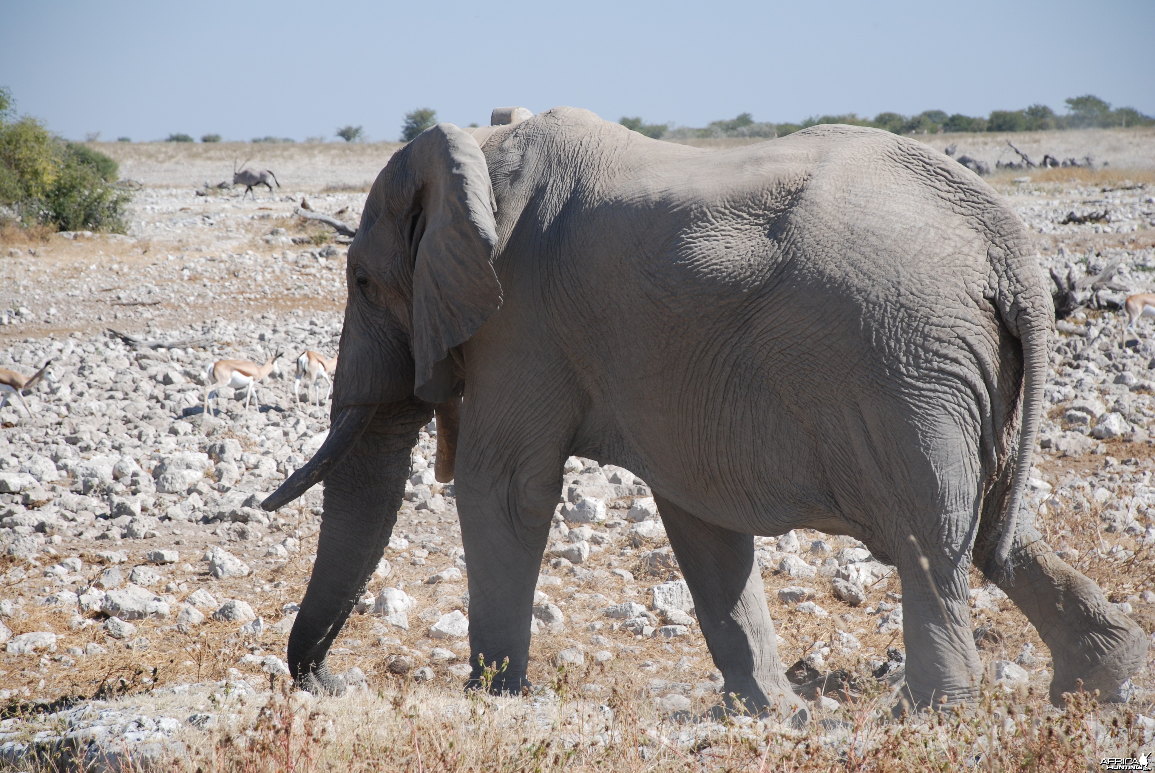 Elephant Etosha Namibia