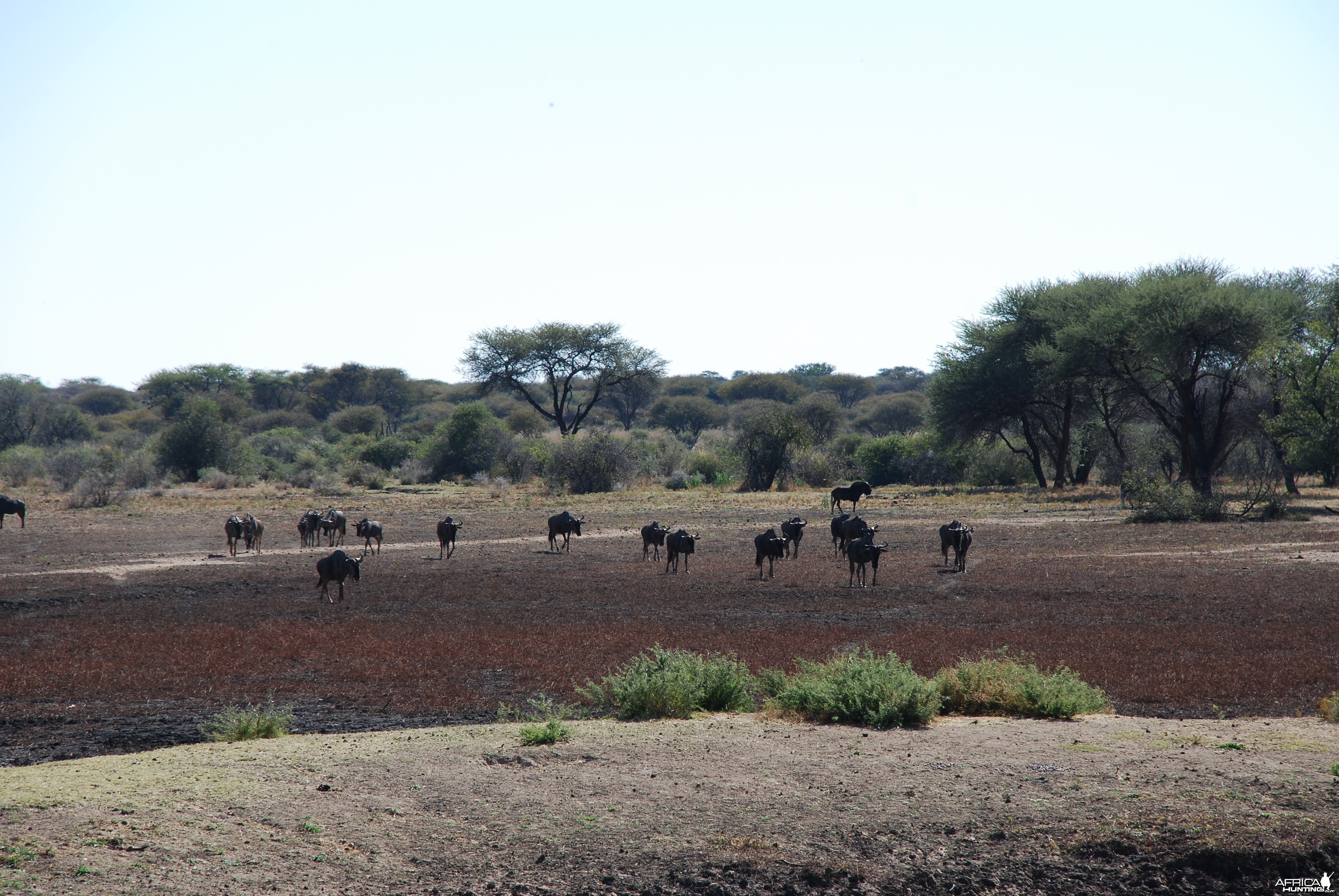 Blue and Black Gnu Namibia