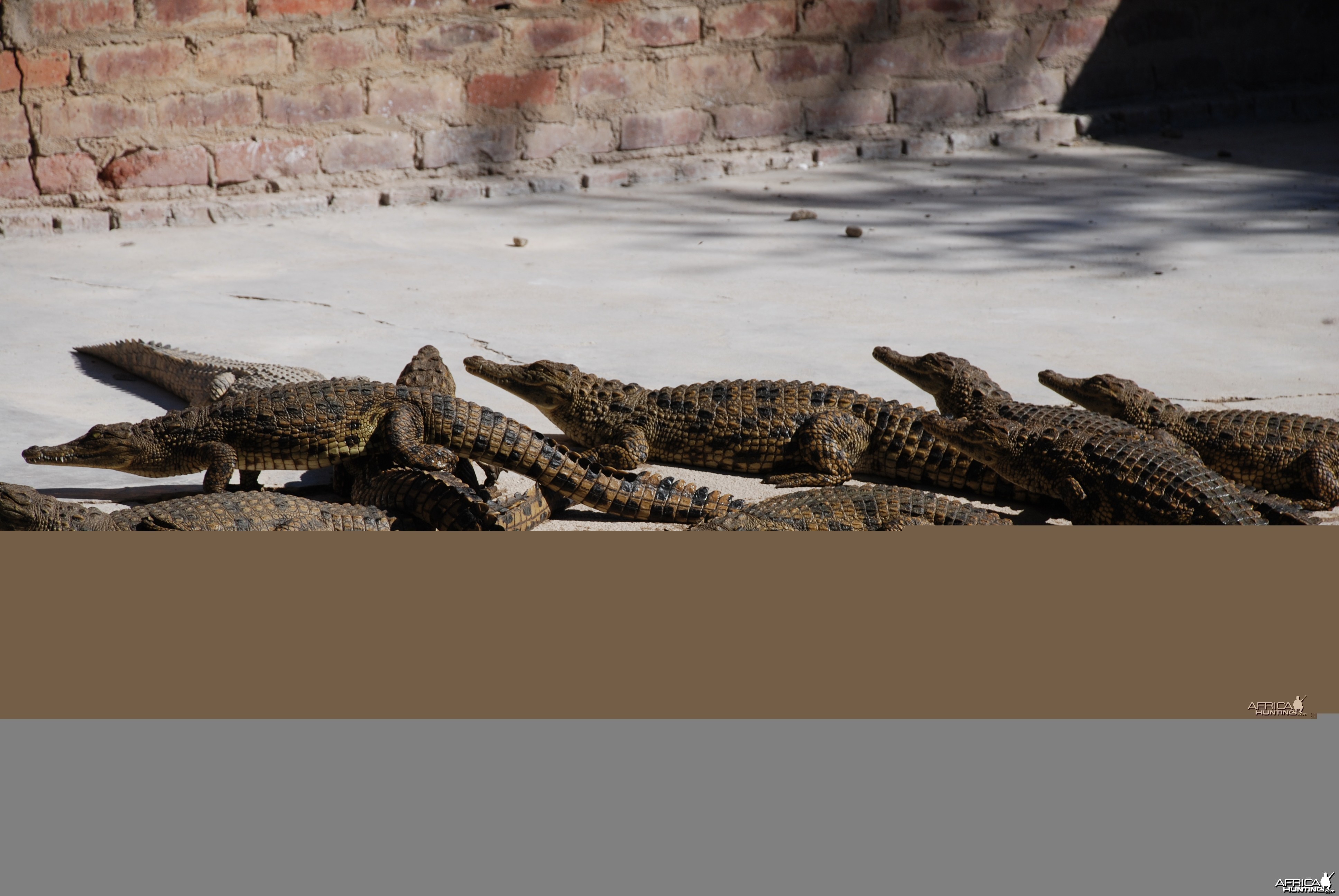 Crocs at Croc farm in Namibia
