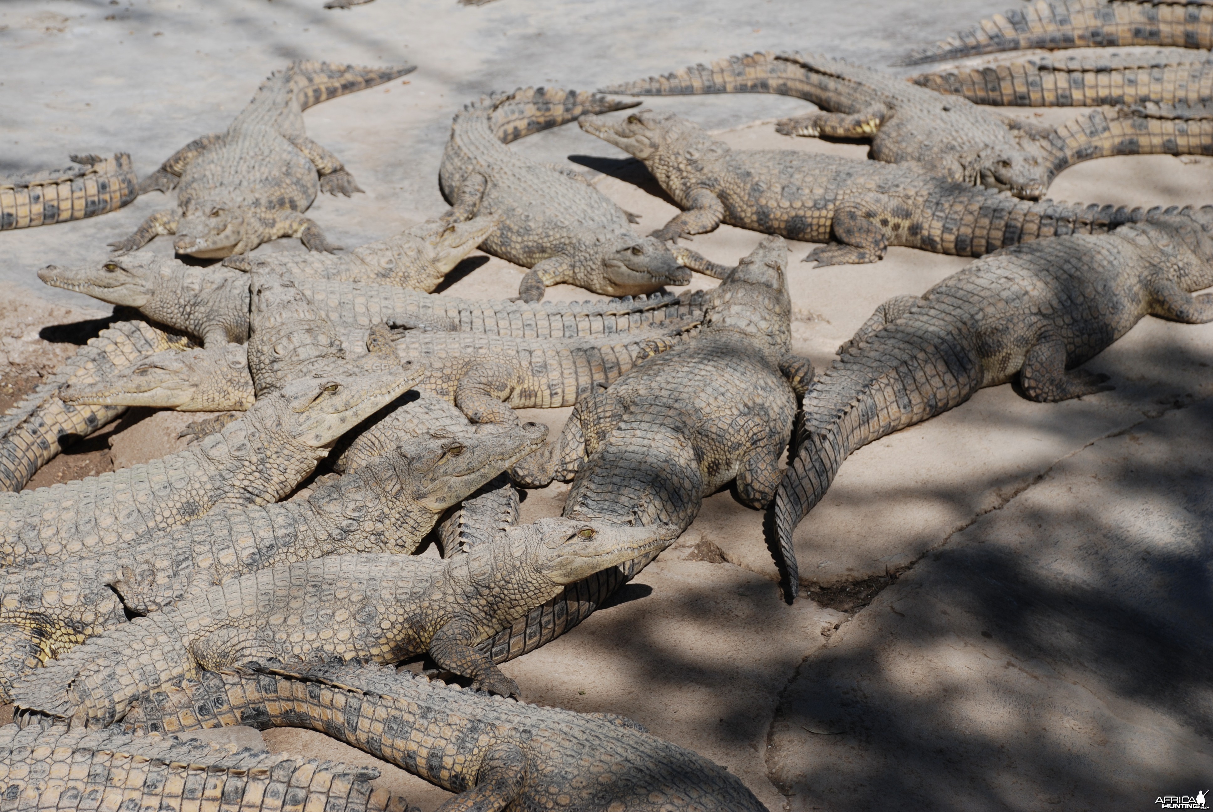 Crocs at Croc farm in Namibia