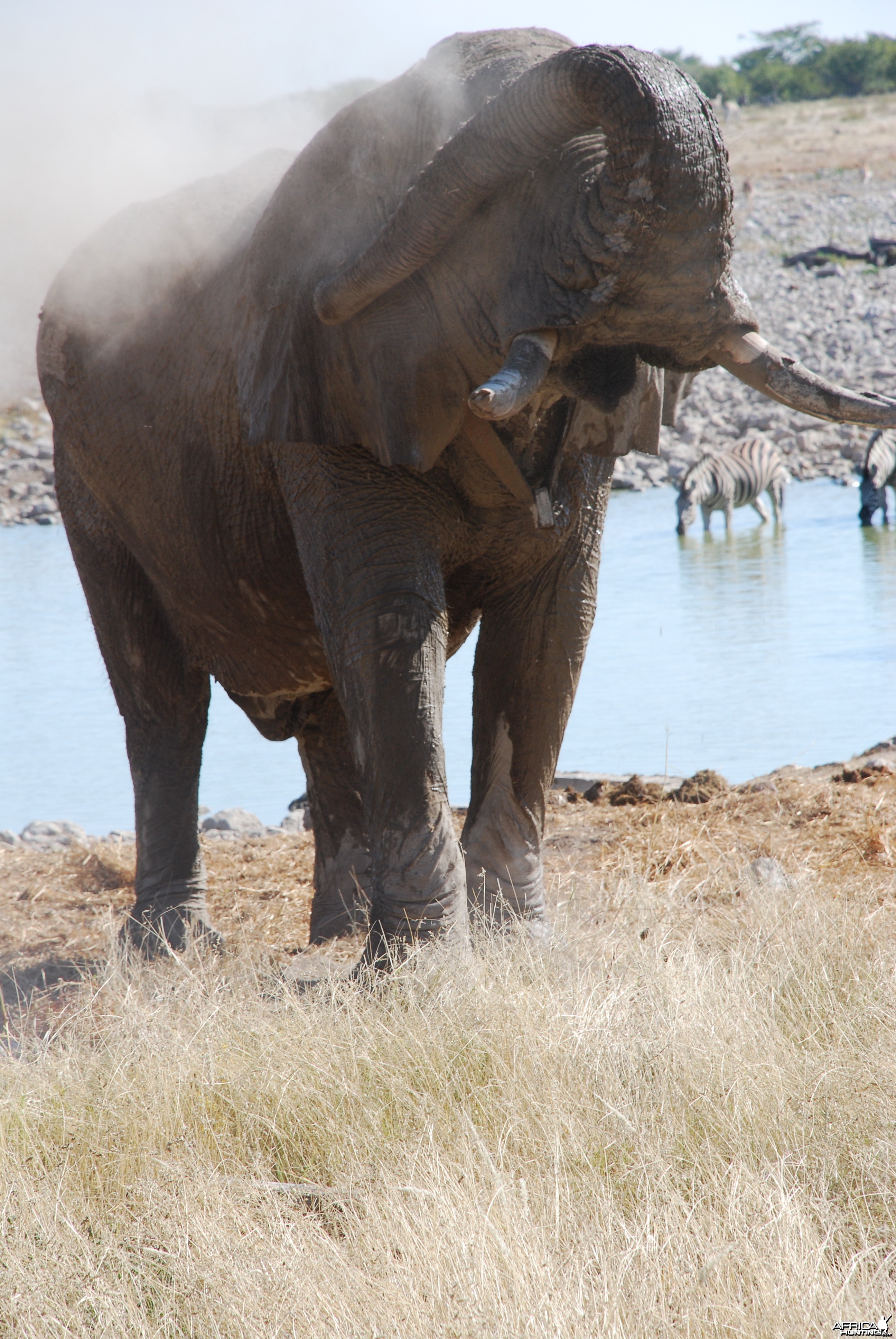 Elephant at Etosha Namibia