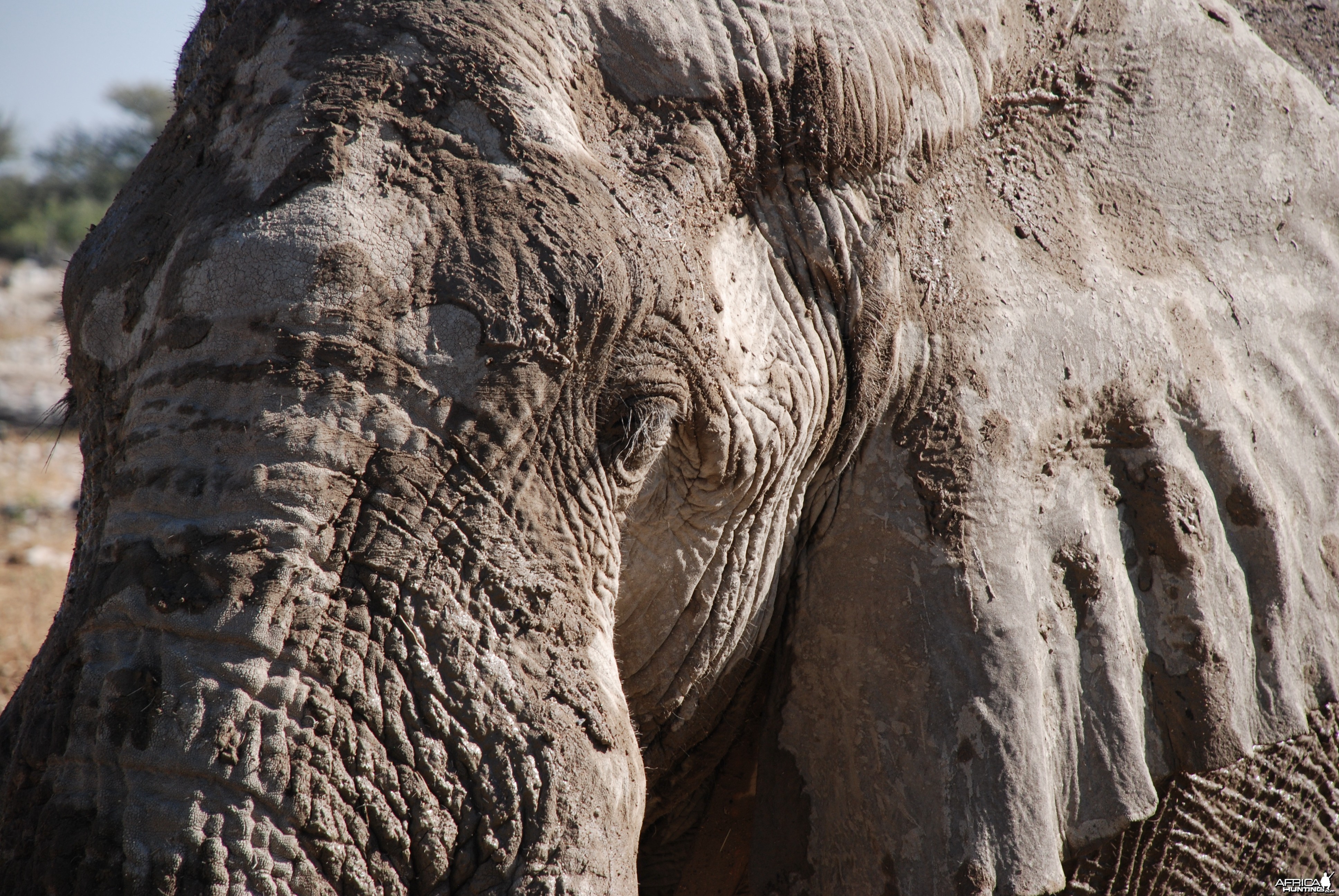 Elephant at Etosha Namibia