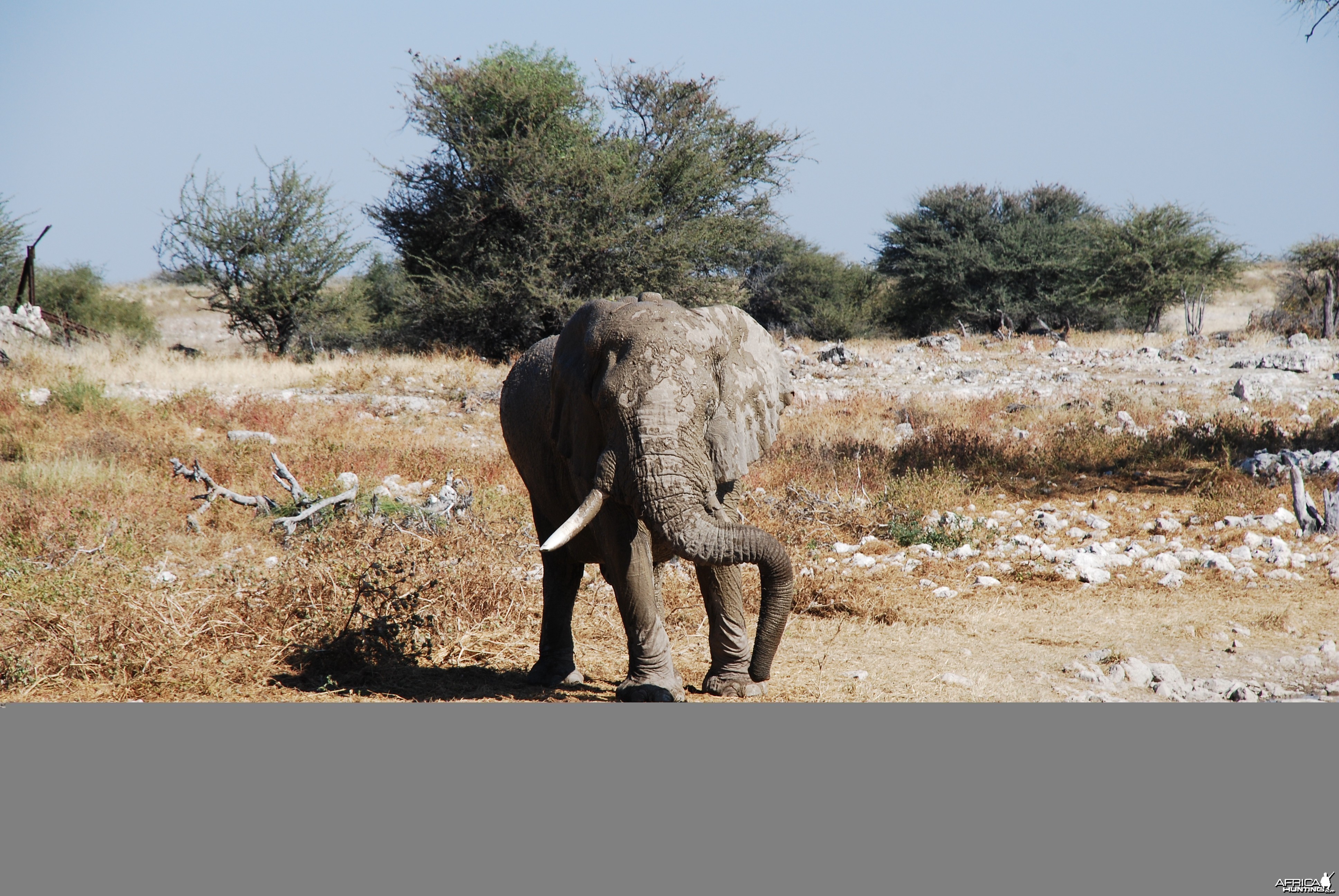 Elephant at Etosha Namibia