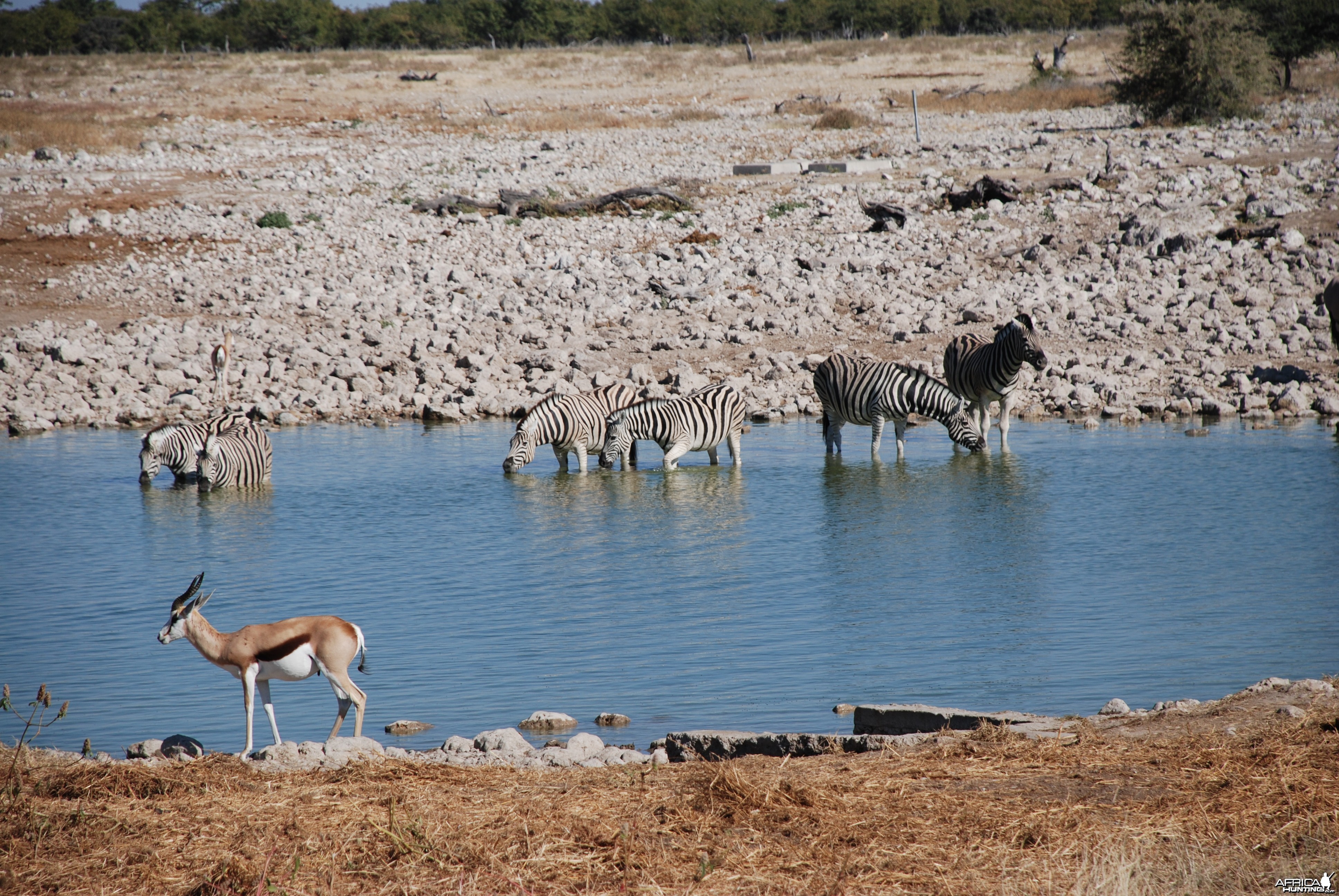 Etosha Namibia