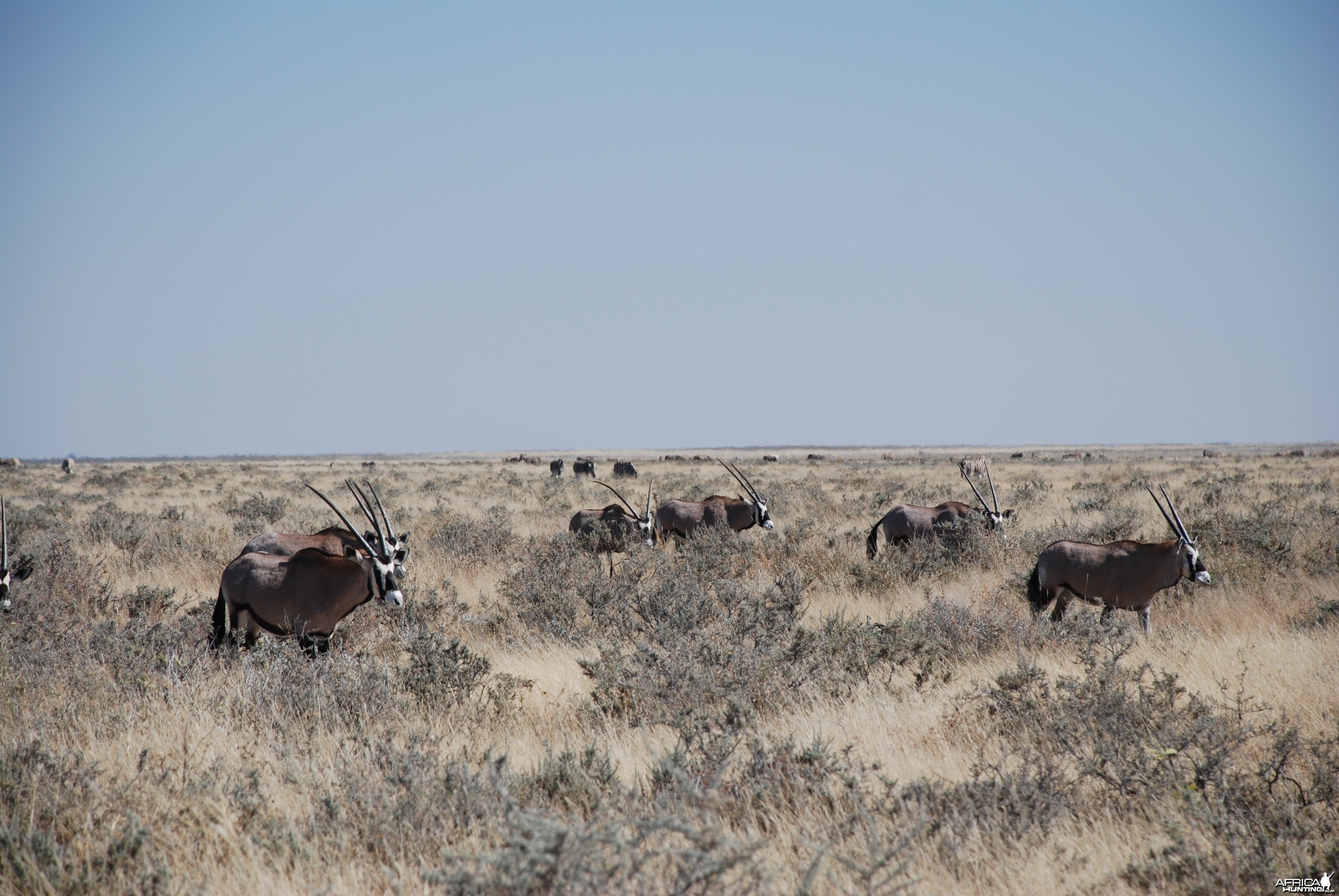 Gemsbok Etosha Namibia