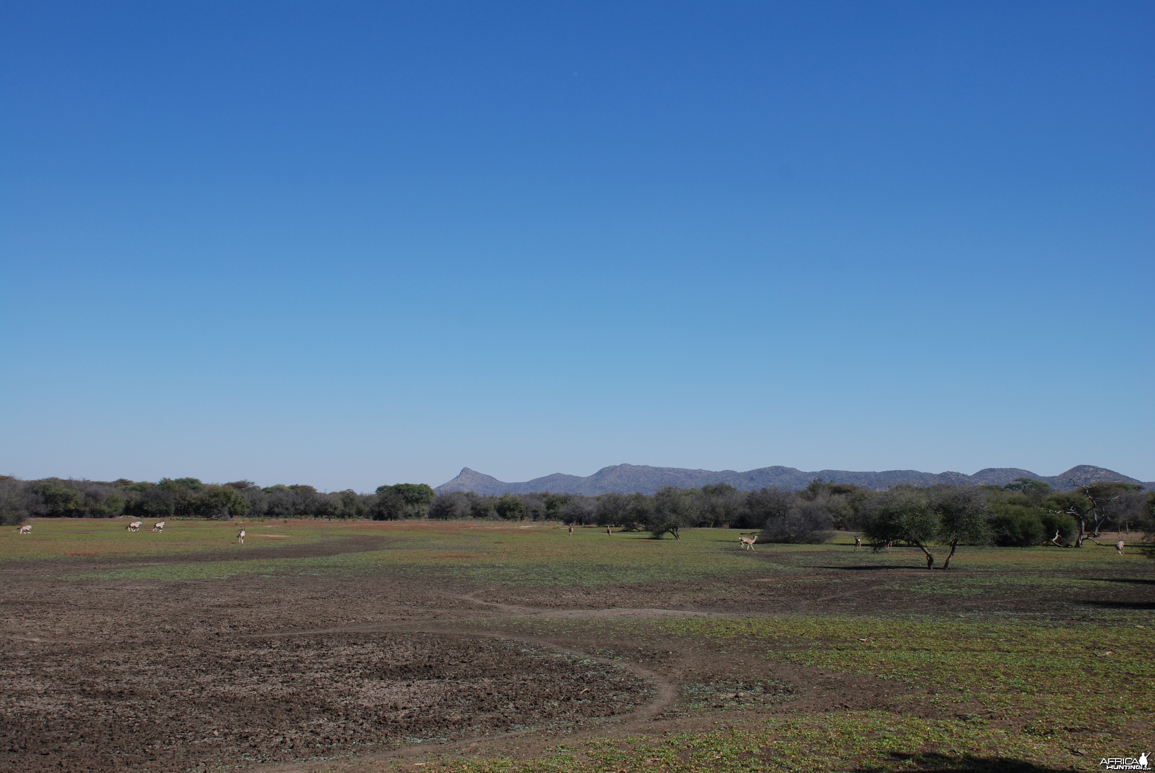 Gemsbok and Kudu