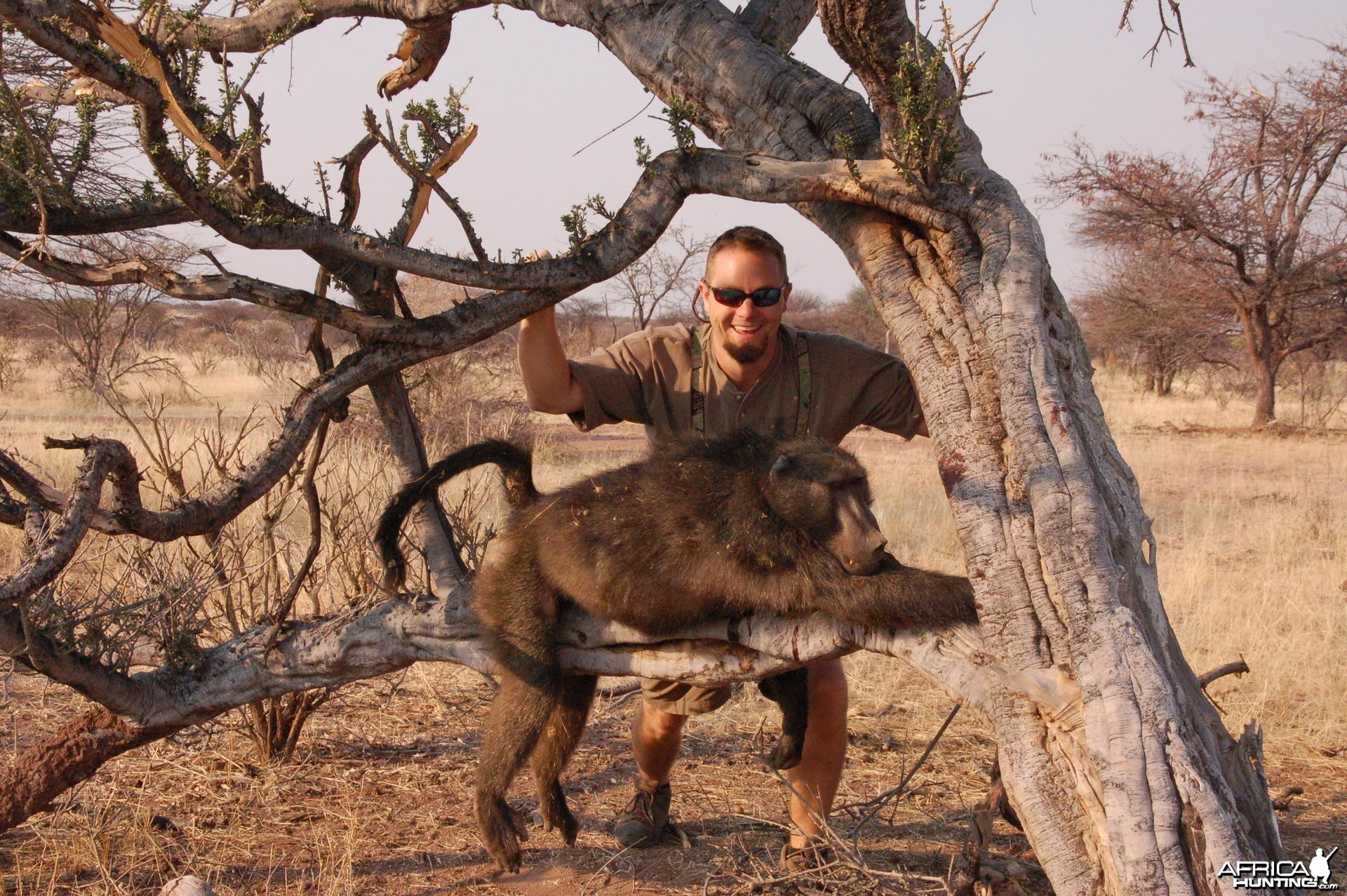 Chacma Baboon hunted in Namibia