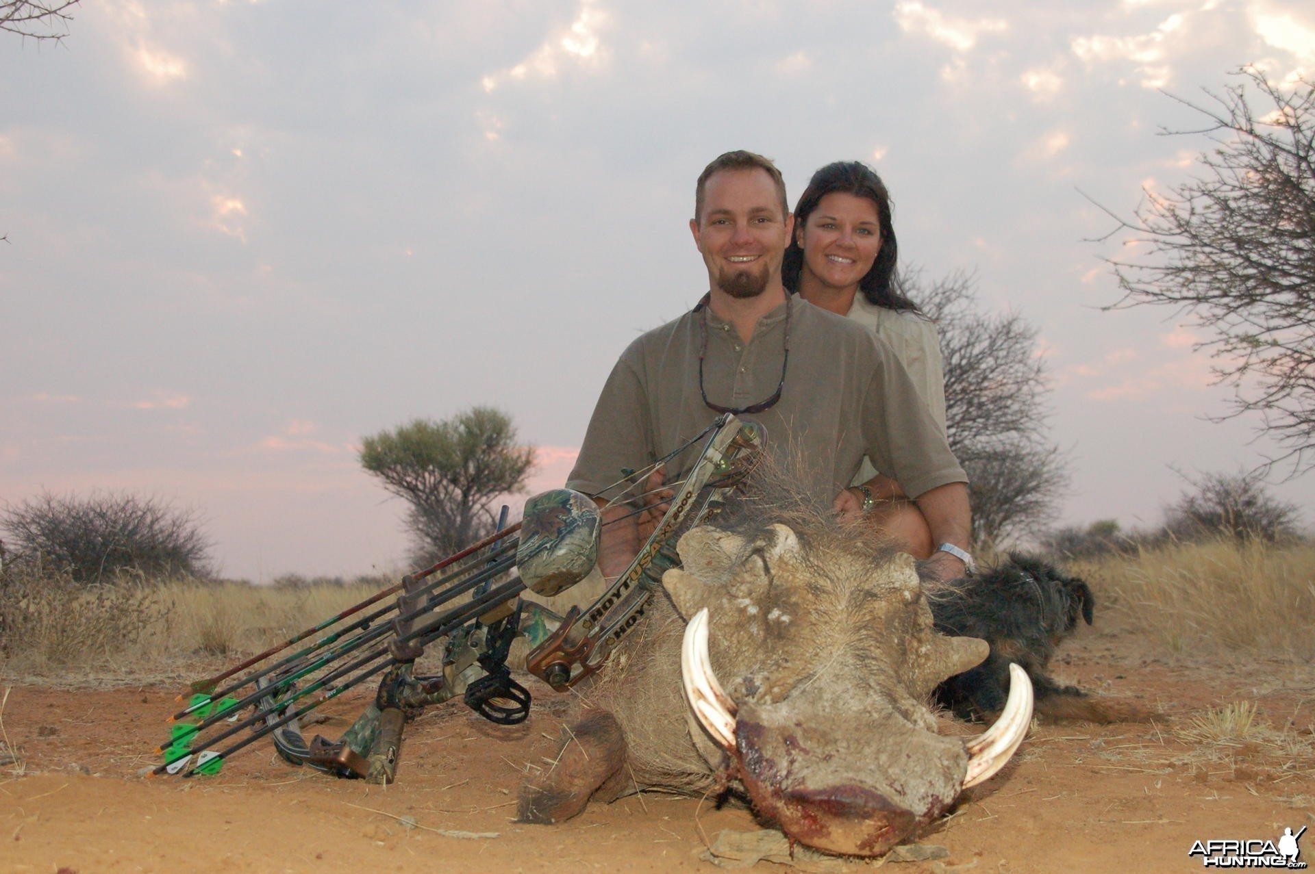 Warthog bowhunted in Namibia