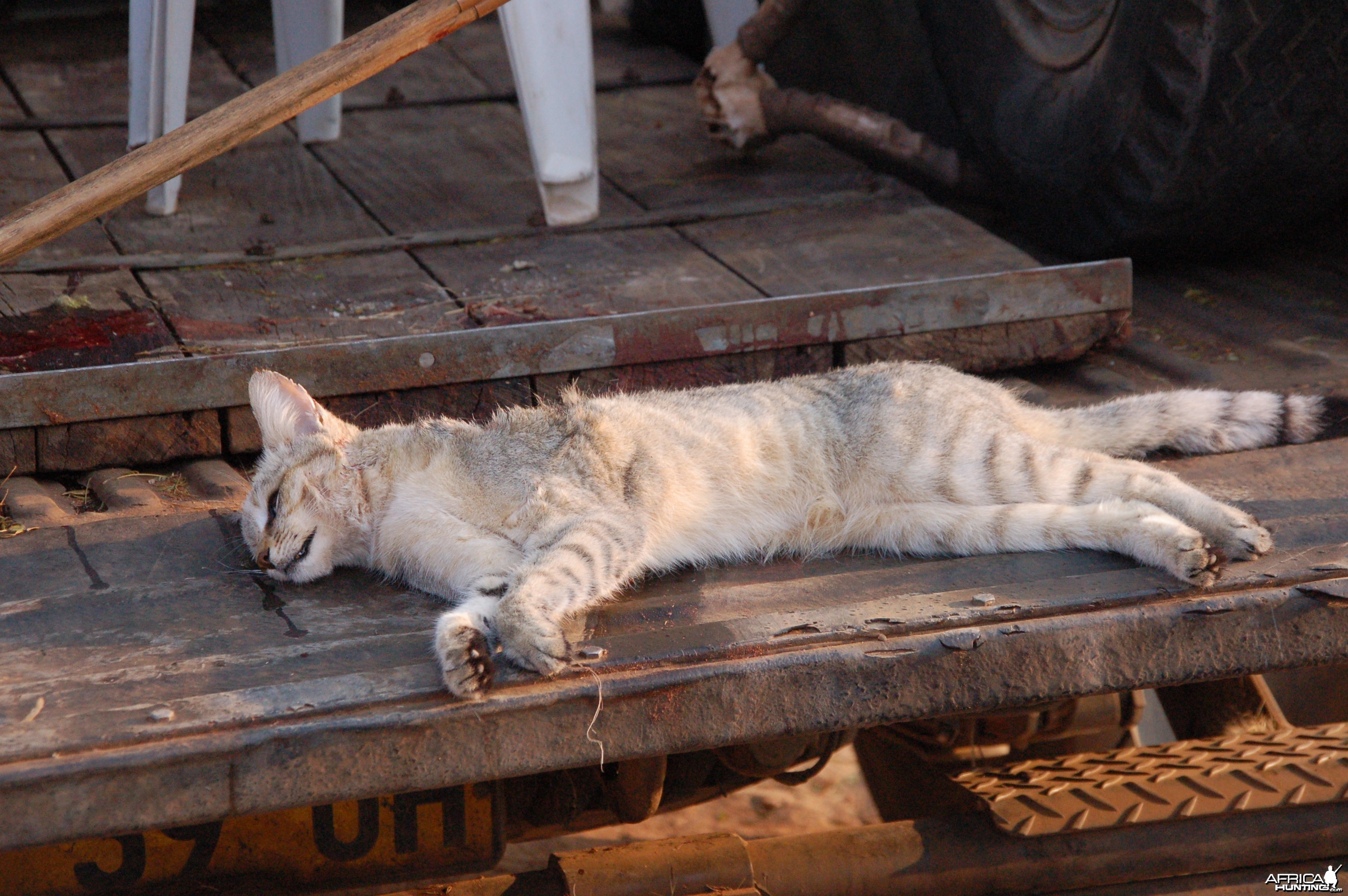 African Wild Cat