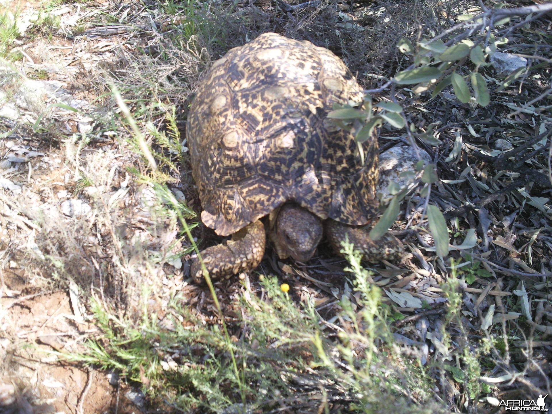 Tortoise South Africa