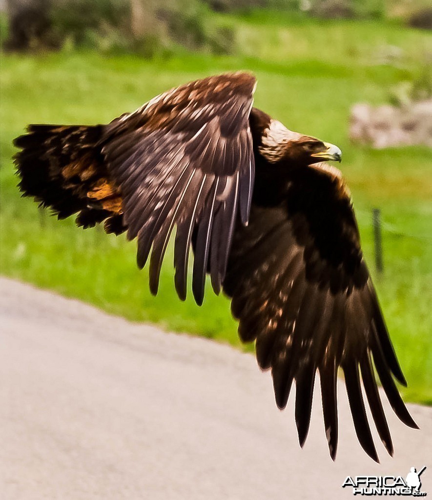 Soaring the downdrafts was taken in Salmon Idaho in 2010