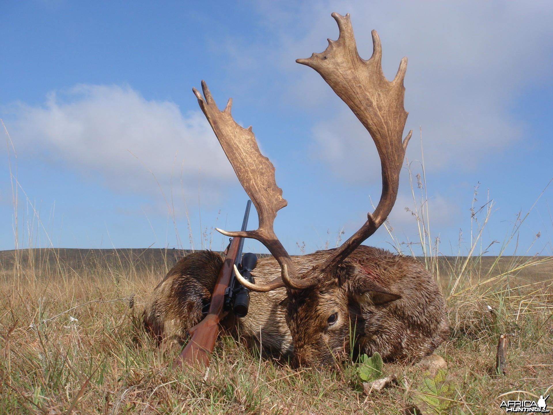 Fallow Deer hunt