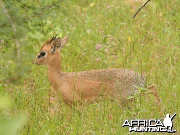 Damara Dik-Dik