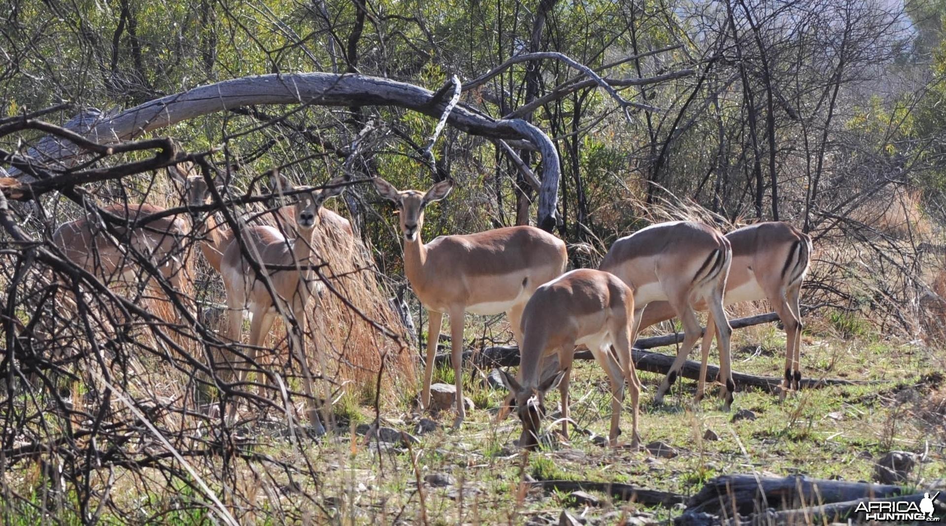 Impalas having lunch