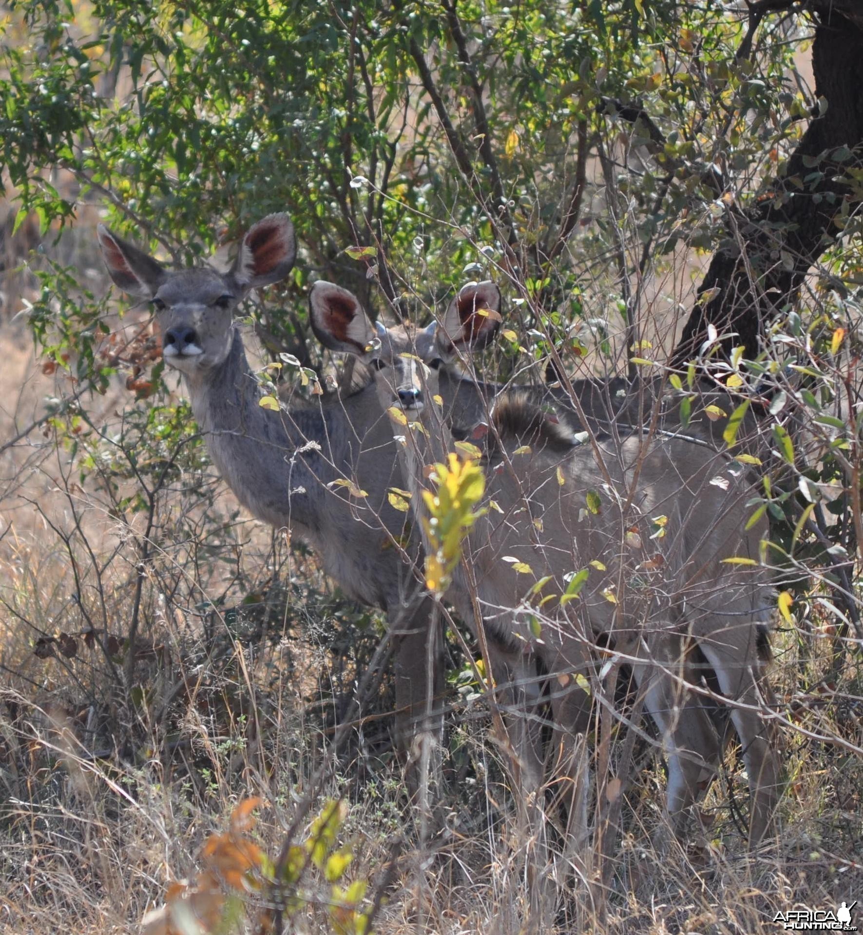 Kudu cows