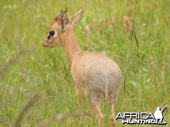 Damara Dik-Dik