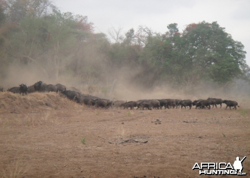 Buffalo herd