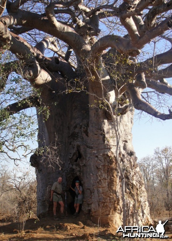 In front of a big Baobab