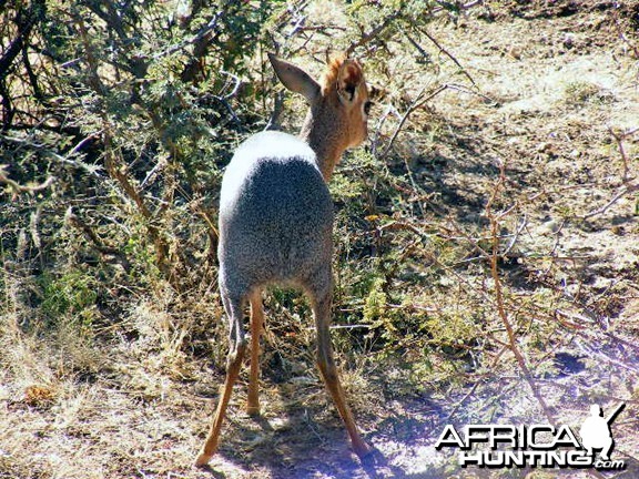 Damara Dik-Dik