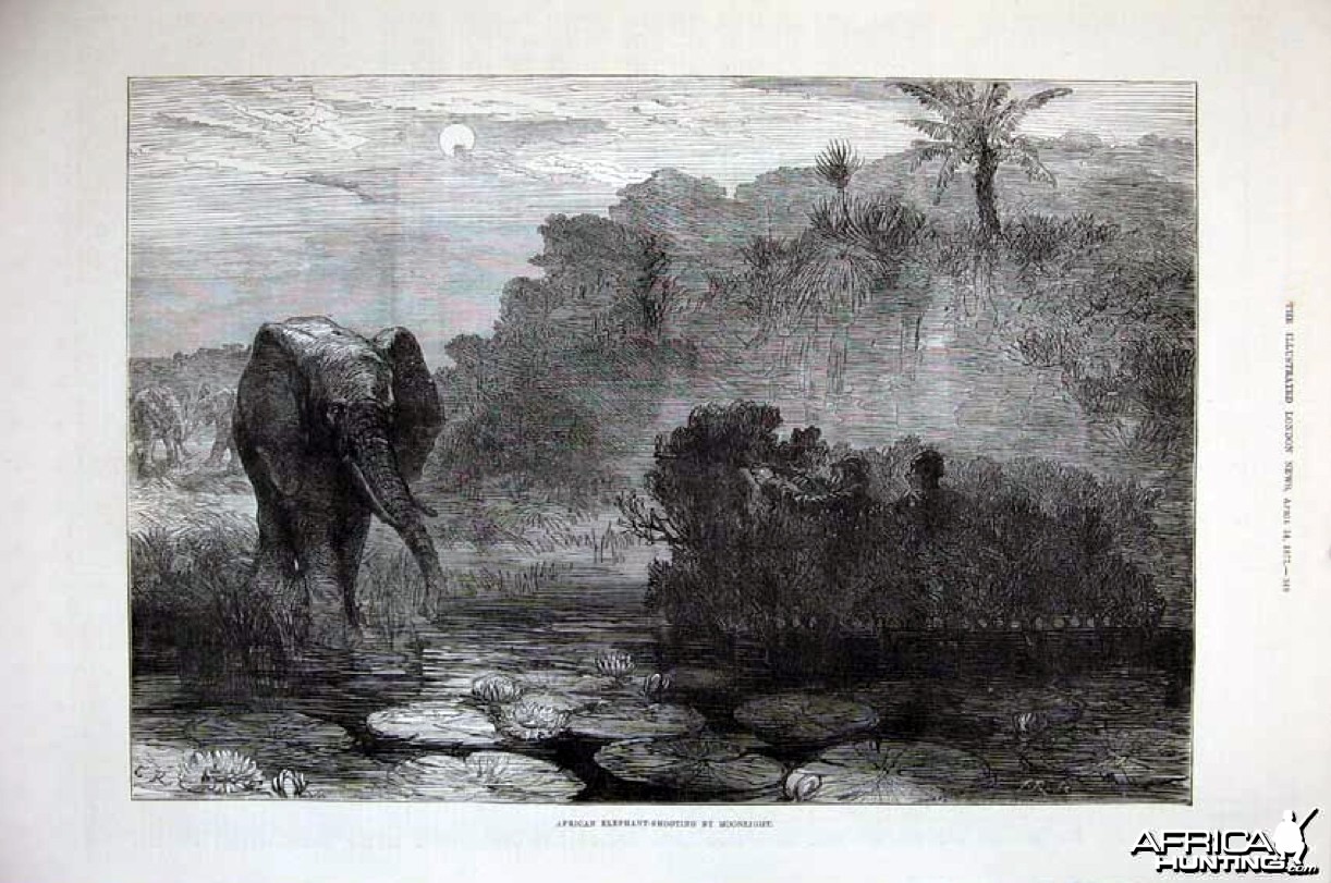 Hunting Elephant, 1877