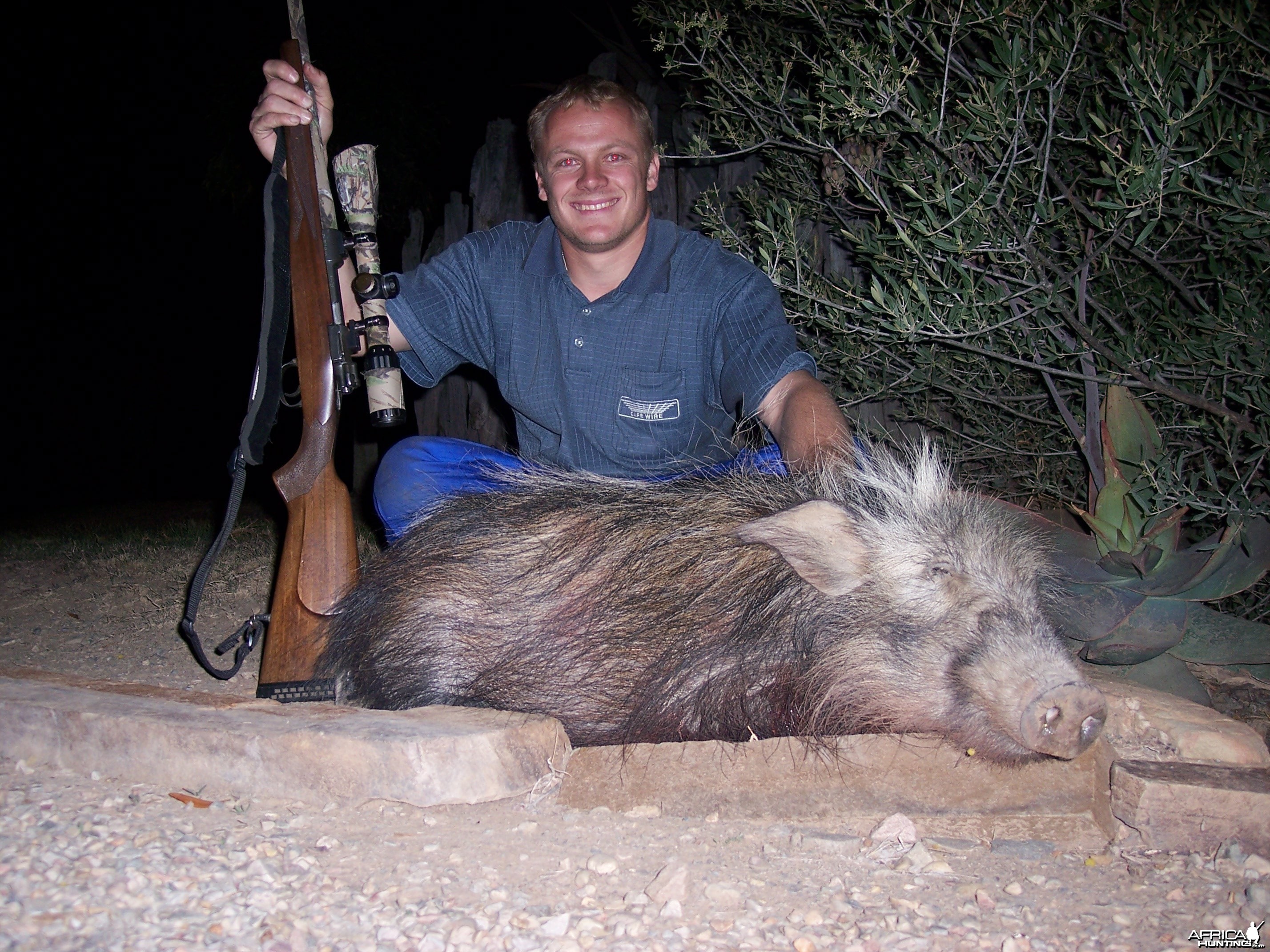 Hunting Bushpig