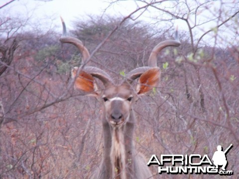 Kudu Namibia