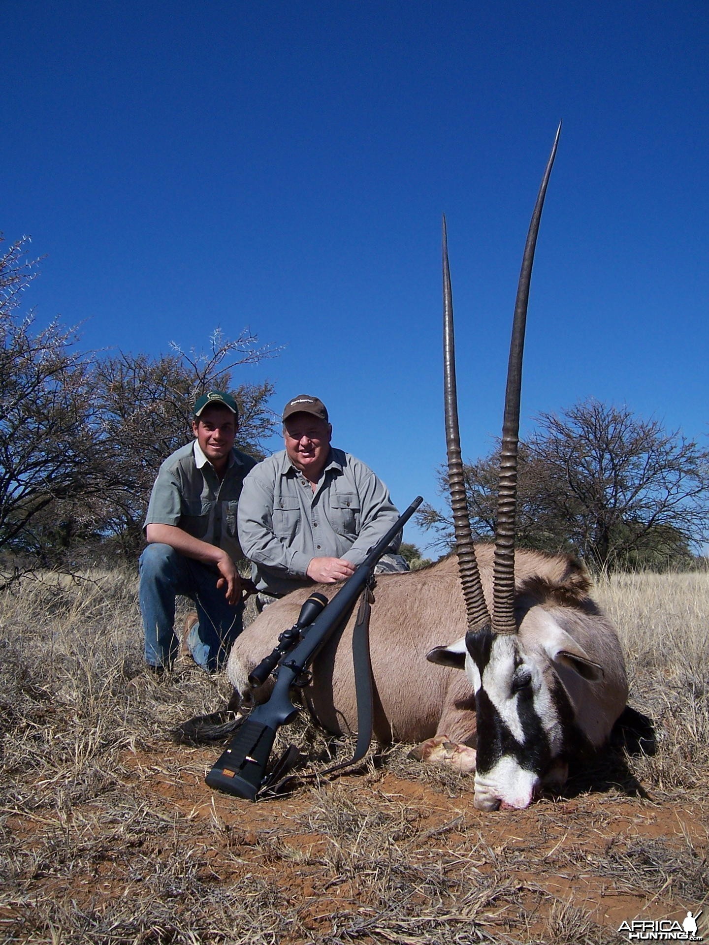 44 inch Gemsbok cow