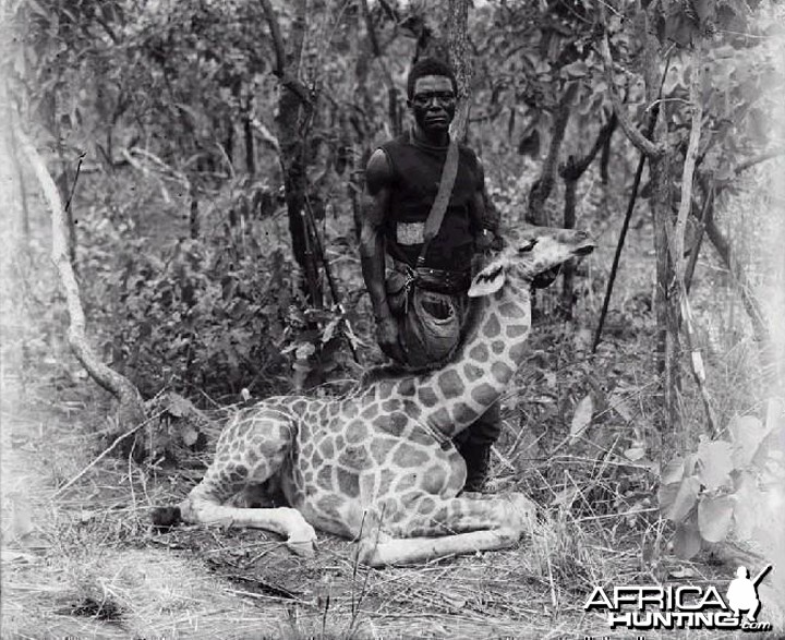 Giraffe, Congo circa 1910