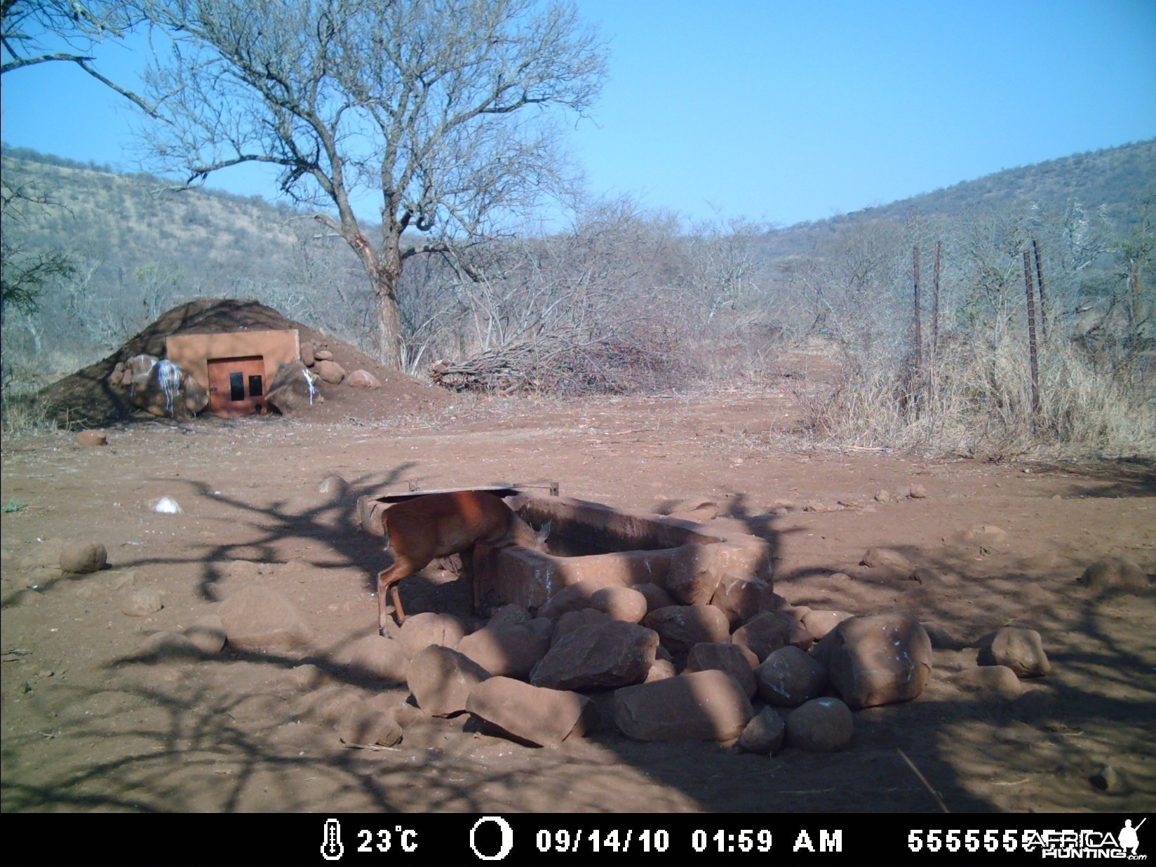 Red Duiker Zululand