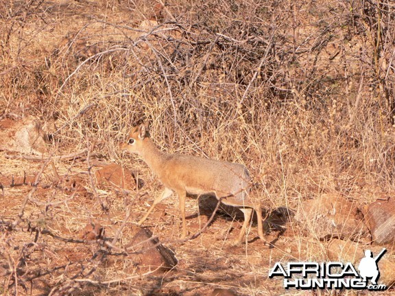 Damara Dik-Dik