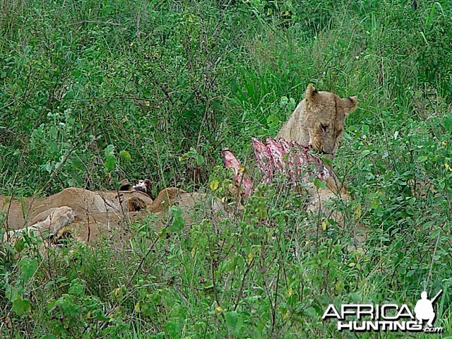 Lions in prey