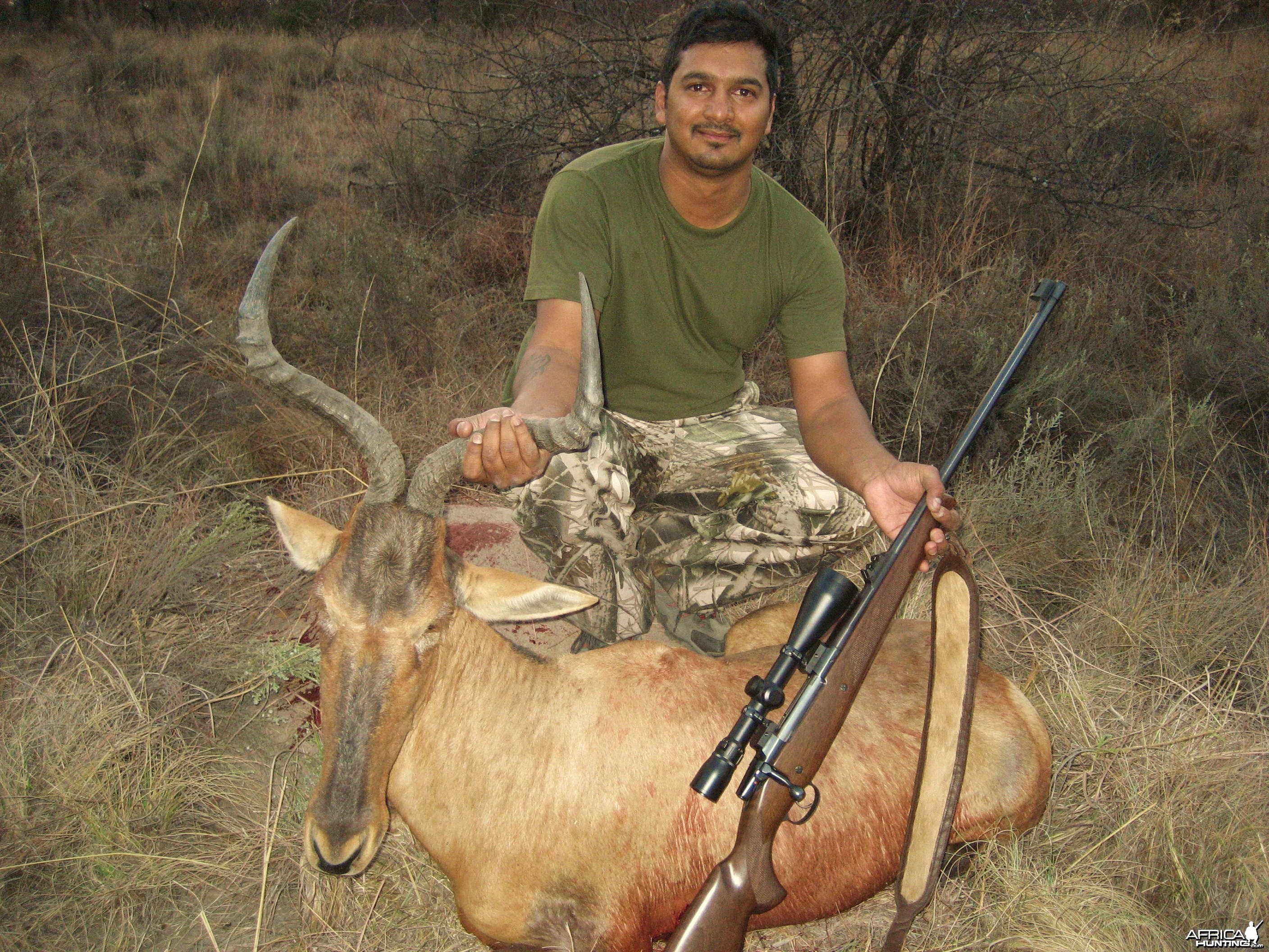 Red Hartebeest Limpopo SA