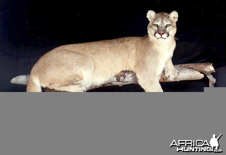 Cougar or Mountain Lion