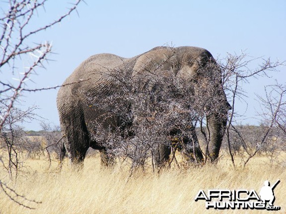 Elephant at Etosha